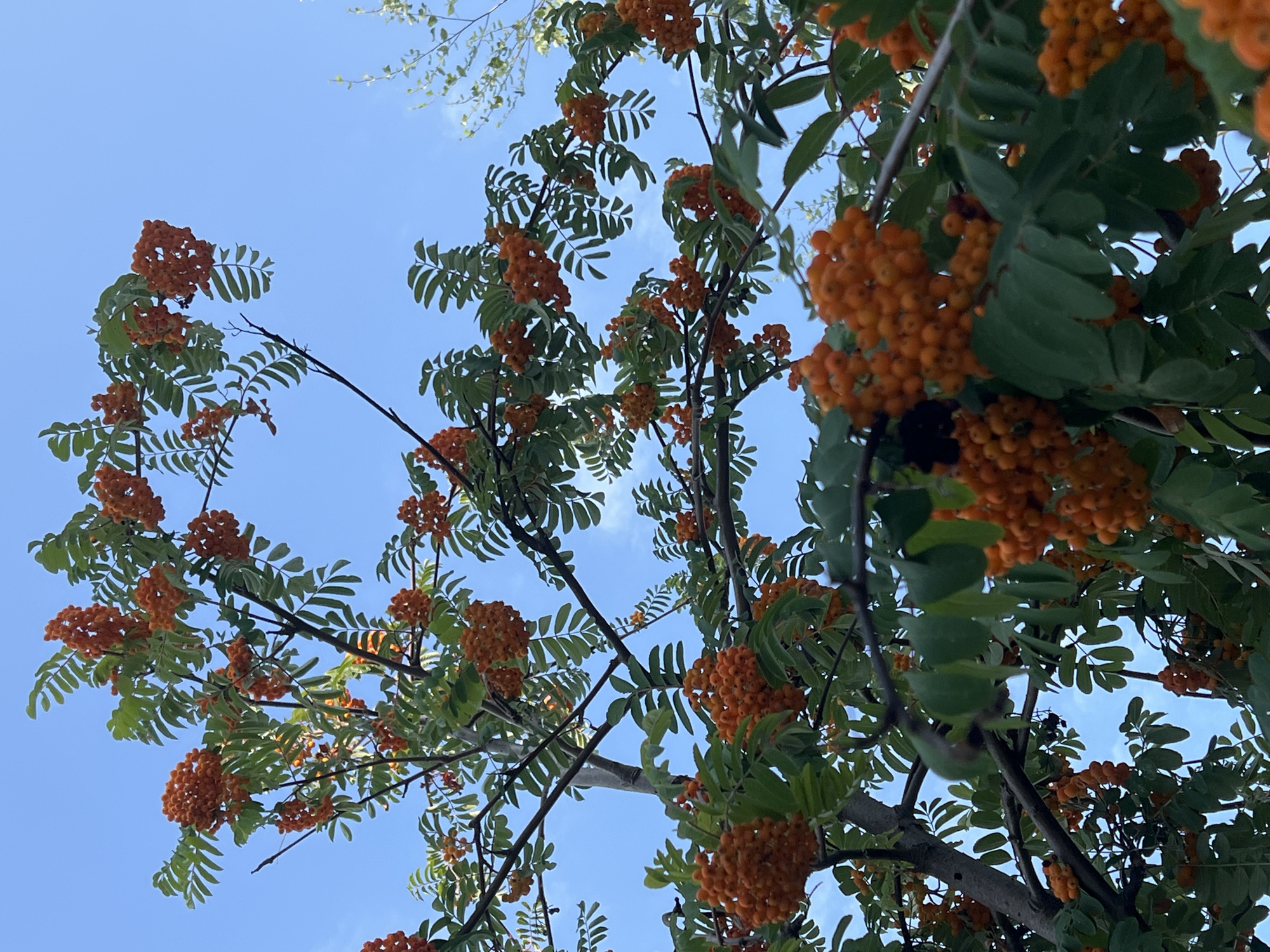 An outdoor, low-angle shot captures a tree laden with clusters of bright orange rowan berries against a clear, light blue sky. The branches of the tree, some thicker and darker, others thinner and lighter, are visible, interspersed with green, compound leaves. The rowan berries, appearing in dense bunches, are the dominant feature, with their vibrant color contrasting with the foliage and sky. The overall impression is one of abundance and autumnal color. No people or structures are visible in the frame, and the image appears to be taken in a natural setting, possibly a park or a residential area in Constanța, Romania, given the mention of the city.
