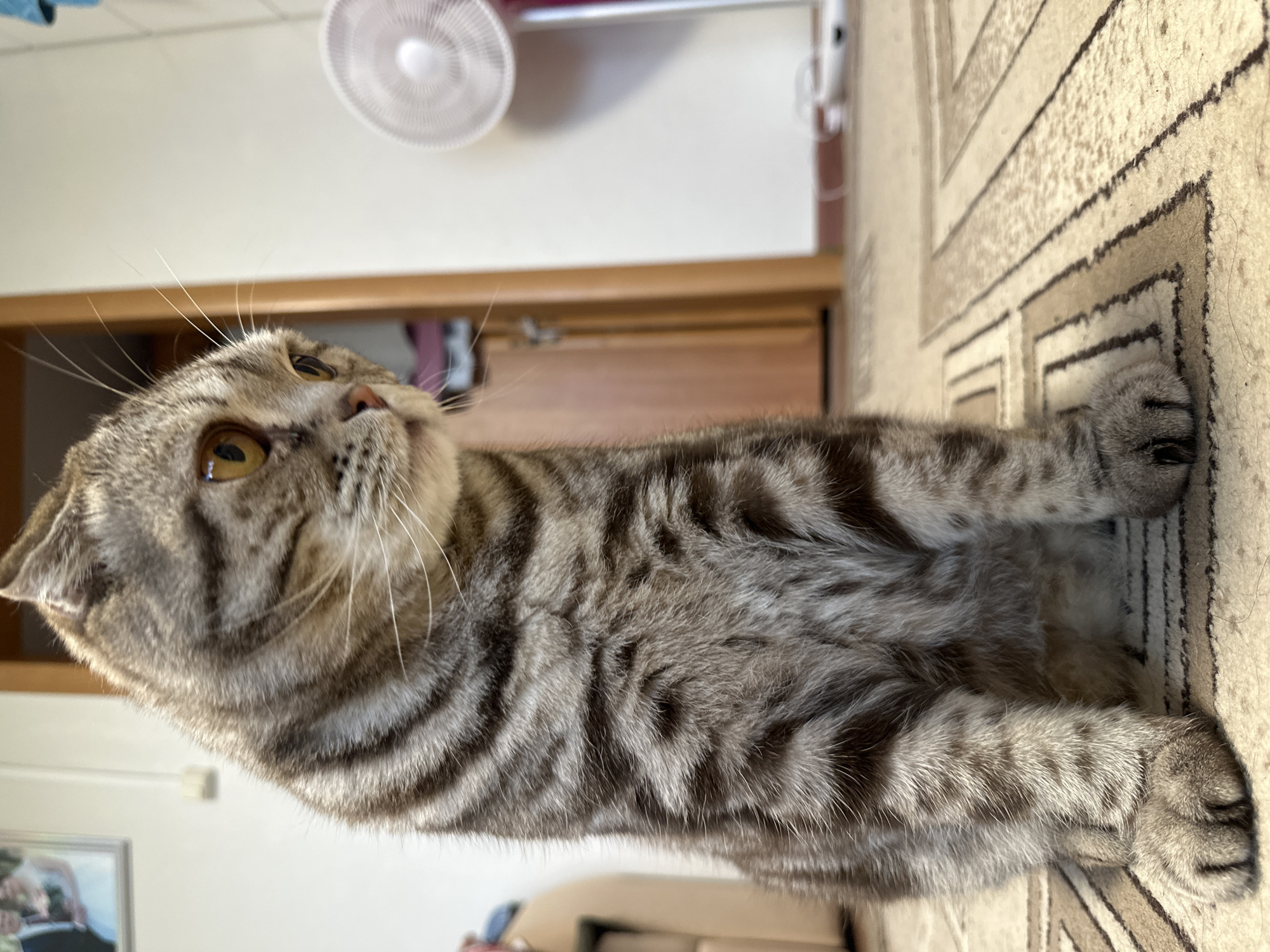 A tabby cat sits on a carpet with a patterned design. The cat is facing to the right, with its head tilted down. Its fur is a mix of gray and brown stripes. In the background, a white fan is visible on the right side of the image. A doorframe and a framed picture are also present in the background. The lighting suggests an indoor setting.