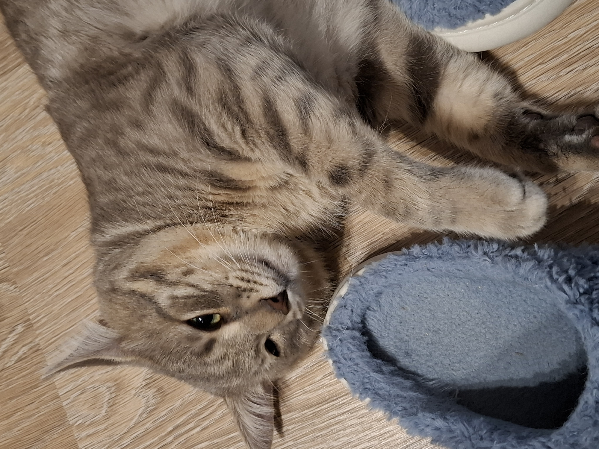 An adult tabby cat is lying on a wooden floor next to a blue slipper. The cat is facing the camera with its head tilted slightly to the left. Its eyes are open and green, and its ears are perked up. The cat's fur is a mix of gray, brown, and black stripes. The slipper is made of soft blue material and is partially visible in the lower left corner of the image. The wooden floor has a light brown color with visible grain patterns.