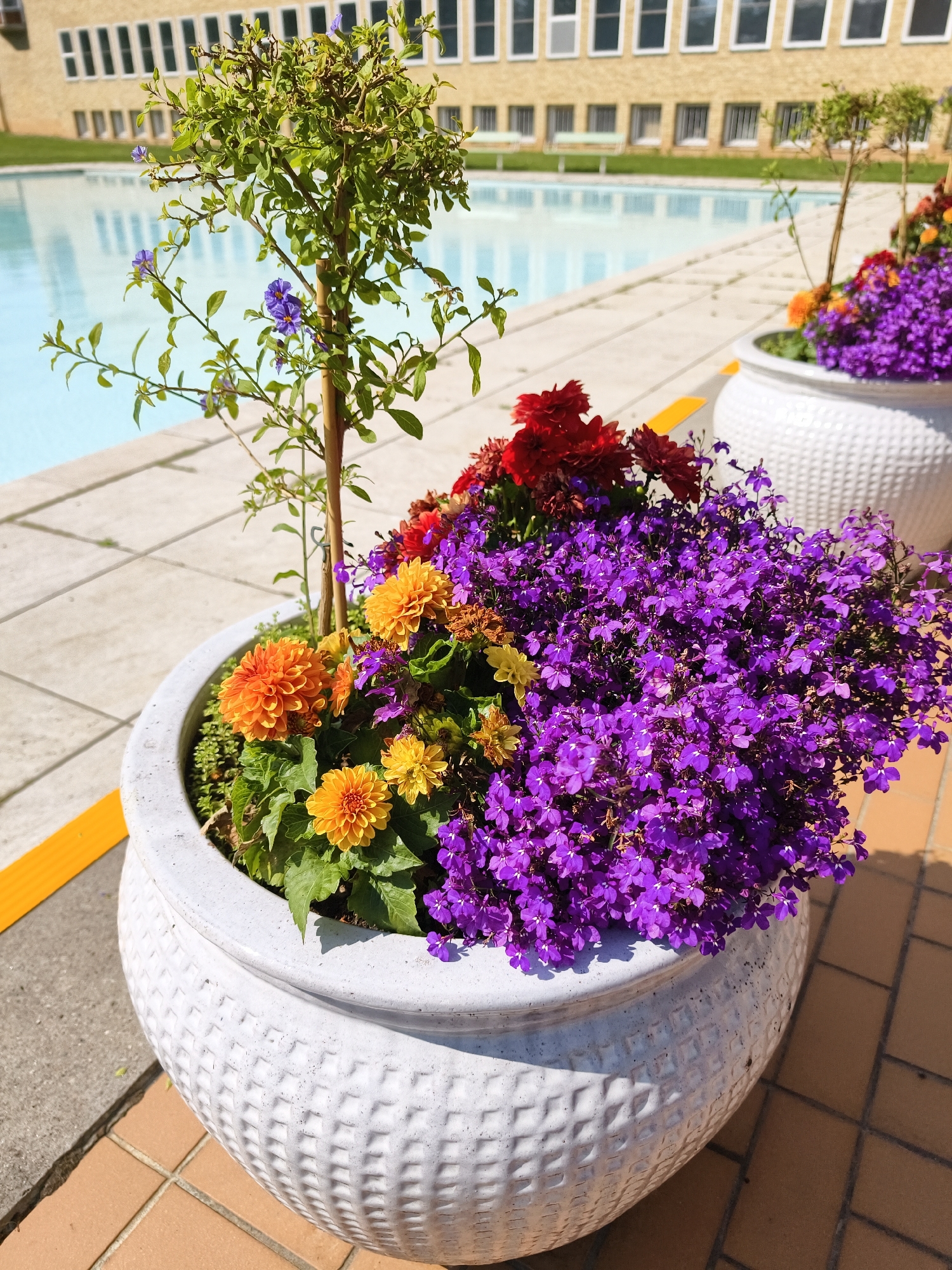 The image depicts a close-up view of a large, white, textured planter filled with vibrant flowers, situated outdoors. In the foreground, the planter dominates the frame, showcasing a cascade of small purple flowers, possibly lobelia, interspersed with orange and yellow dahlia-like flowers. A slender, green-leafed plant with a wooden stake is also visible within the planter.
In the background, a bright blue swimming pool stretches out, bordered by a tiled walkway. Beyond the pool, a light yellow building with numerous rectangular windows is visible. The building appears to be a modern structure, possibly an educational institution or administrative building. The ground surrounding the planter is paved with light-colored tiles and darker reddish-brown bricks, with a yellow safety line visible along the edge of the walkway.
The scene is set in Linköping, Sweden. Specifically, this location is likely the outdoor area adjacent to the swimming pool at the Linköping University campus. The architecture of the building and the presence of an outdoor pool are characteristic of this Swedish city and its university. There are no people visible in the image. The lighting suggests a sunny day, casting shadows from the plants and planter onto the ground.