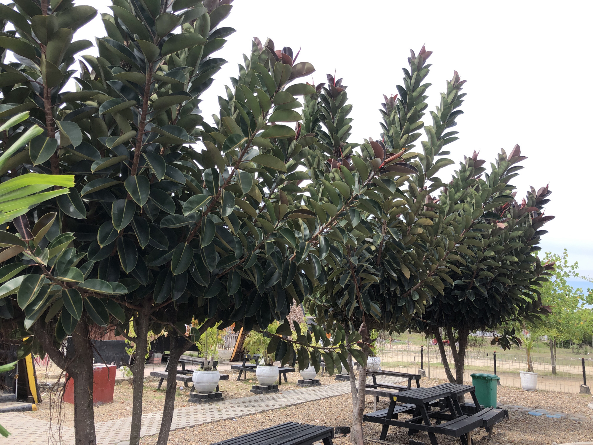 The image depicts an outdoor seating area with multiple rubber trees and picnic tables. The trees are mature and have large, dark green leaves with some reddish-brown new growth. The ground is covered with a mixture of gravel and patterned paving stones. Several black wooden picnic tables with benches are arranged around the area. White potted plants on square bases are also present. In the background, a green trash can is visible near a fence, and beyond that, there are other trees and vegetation, suggesting a natural or park-like setting within the city of Keudekruenggeukueh, Indonesia. The sky is overcast and white. There are no people visible in the image.