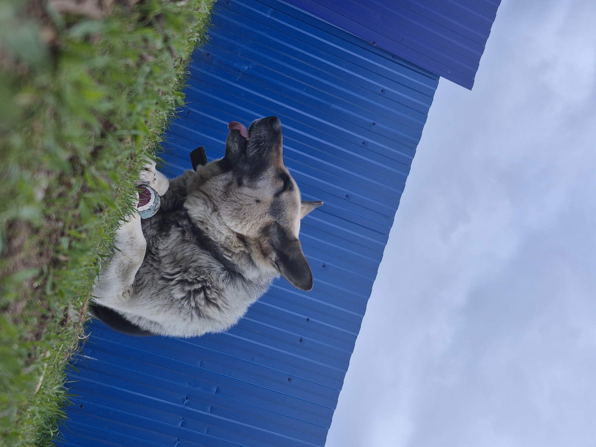 An outdoor, low-angle shot features a German Shepherd dog positioned on a patch of green grass next to a blue corrugated metal structure, presumably a wall or building element. The dog is looking upward, with its tongue slightly protruding from its mouth. The composition extends to include a cloudy sky in the background. The location is Дойная, Russia.