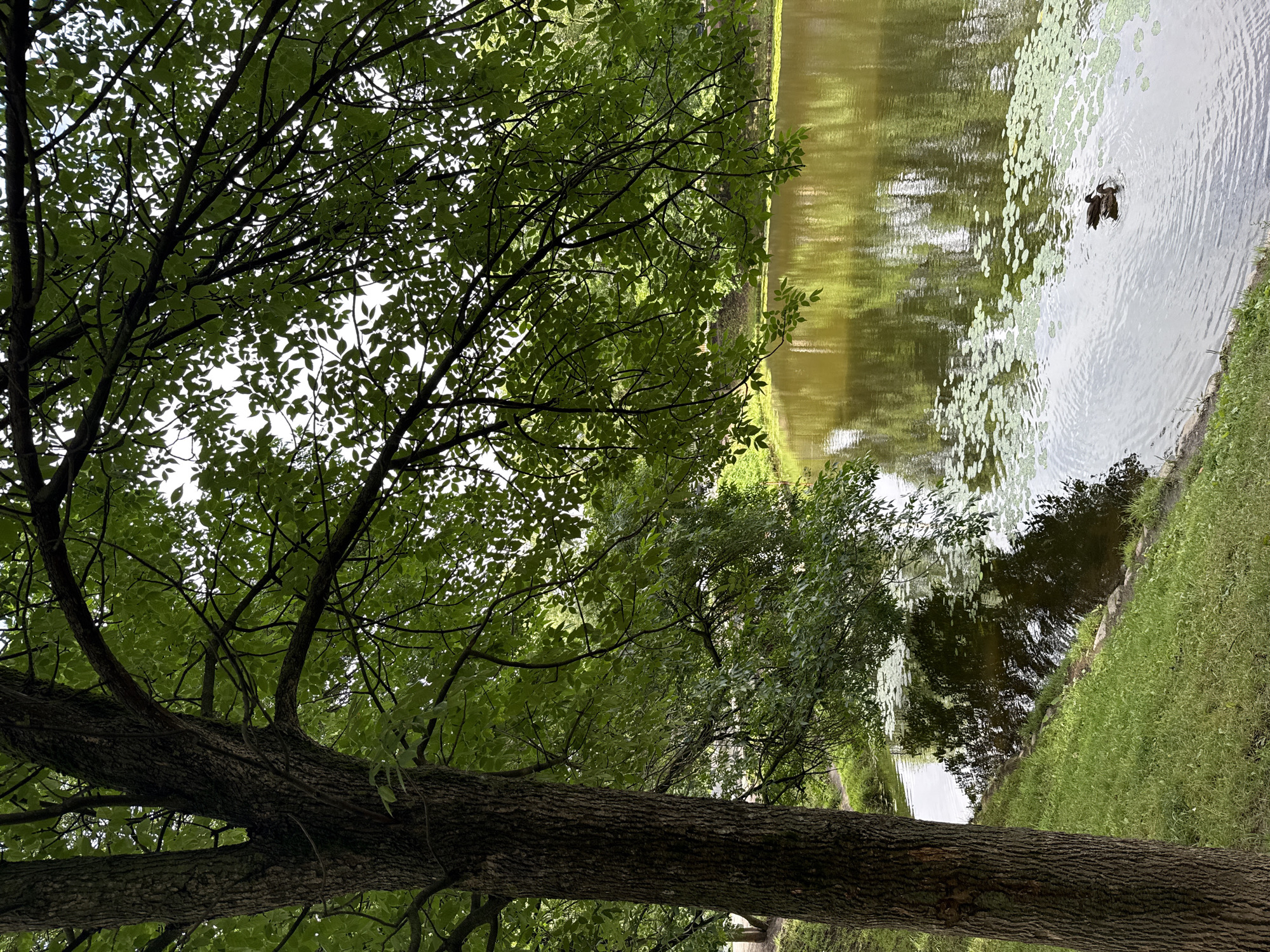 The image depicts a serene pond bordered by a grassy embankment and lush trees in Saint Petersburg, Russia. A large tree trunk dominates the left foreground, its rough bark contrasting with the soft green leaves that form a canopy overhead, partially obscuring the sky. Sunlight filters through the leaves, dappling the scene with light. The pond itself is calm, reflecting the surrounding foliage and a hazy sky. Lily pads dot the surface of the water, and two ducks are visible swimming near the center of the pond. The overall impression is one of natural beauty and tranquility within an urban setting.