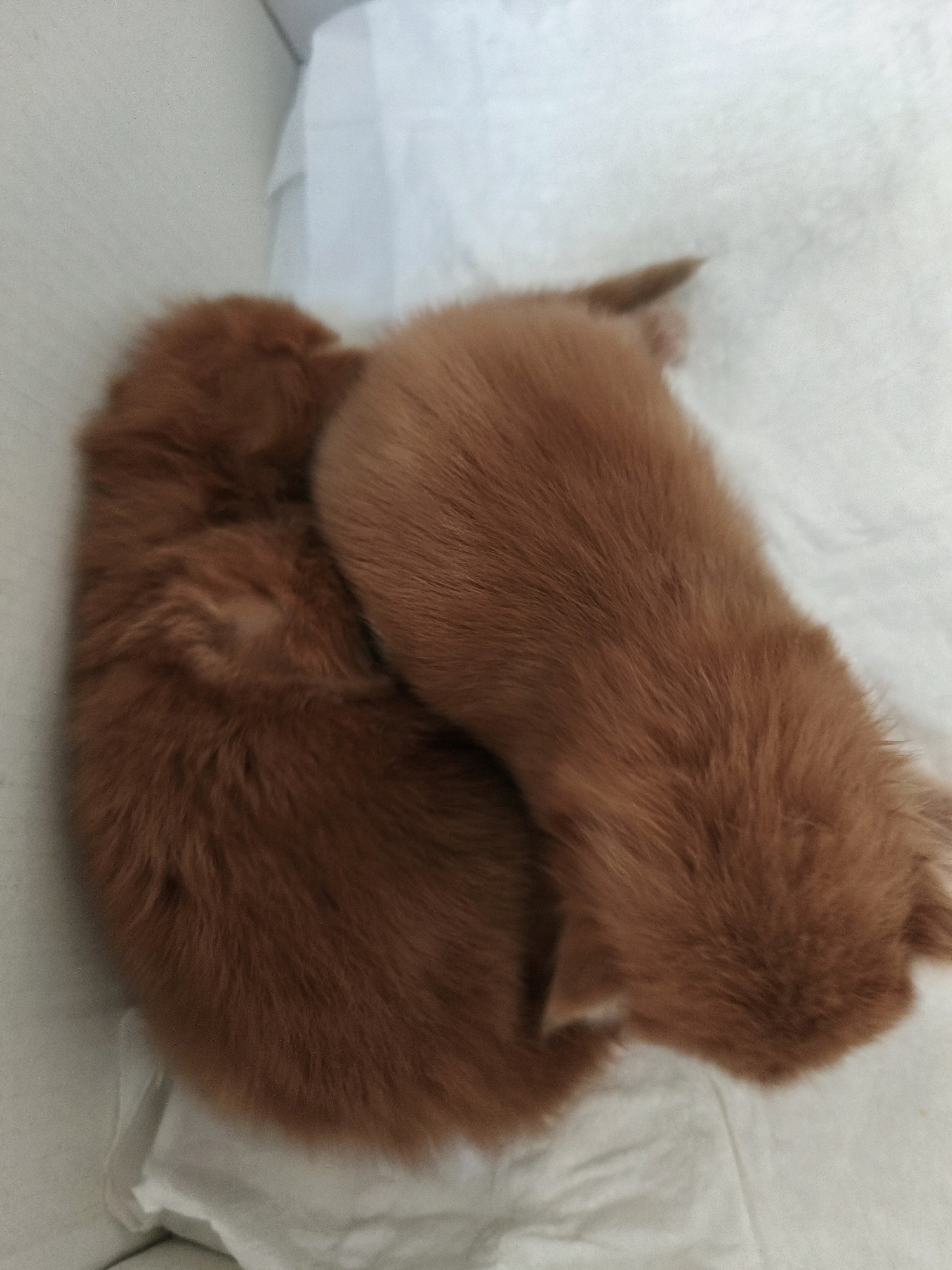 The image shows two newborn kittens, likely siblings, curled up together on a soft, white surface, possibly a blanket or paper bedding. Both kittens are ginger-colored with fluffy fur. The kitten in the foreground is curled on its side, facing left, with its head tucked against its body. Its back is visible, showing the texture of its fur. The second kitten is positioned behind the first, also curled up, with its back and hindquarters facing the viewer and its head tucked underneath the other kitten. The fur of both kittens is a warm, reddish-brown color. The background is a plain white surface, slightly textured, and appears to be a flat, indoor environment. No specific location in Passignano sul Trasimeno, Italy, can be determined from the image.