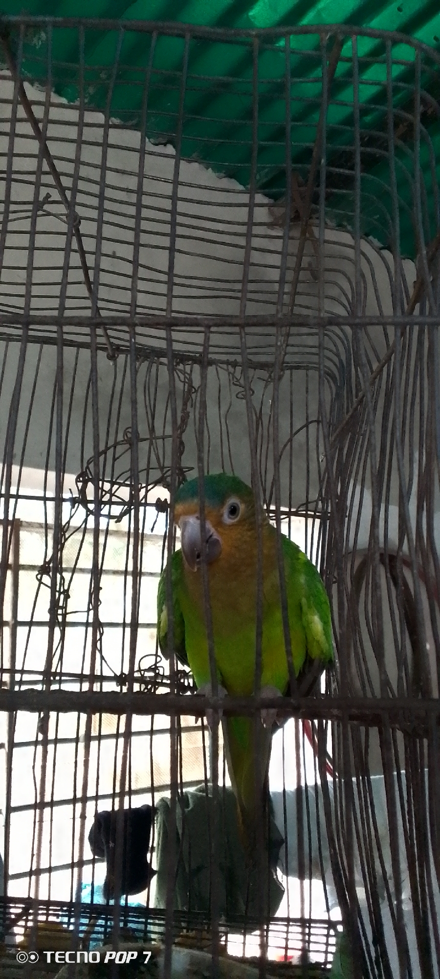 A green and yellow parrot is perched inside a metal cage. The parrot faces the camera, with its head tilted slightly to the right. Its eyes are open, and its beak is closed. The cage bars are visible in the foreground and background, creating a grid-like pattern. Behind the cage, a blurry green surface can be seen, possibly the roof of a structure. The image appears to be taken in Altagracia, Venezuela, suggesting it might be a scene from a household or a local aviary.