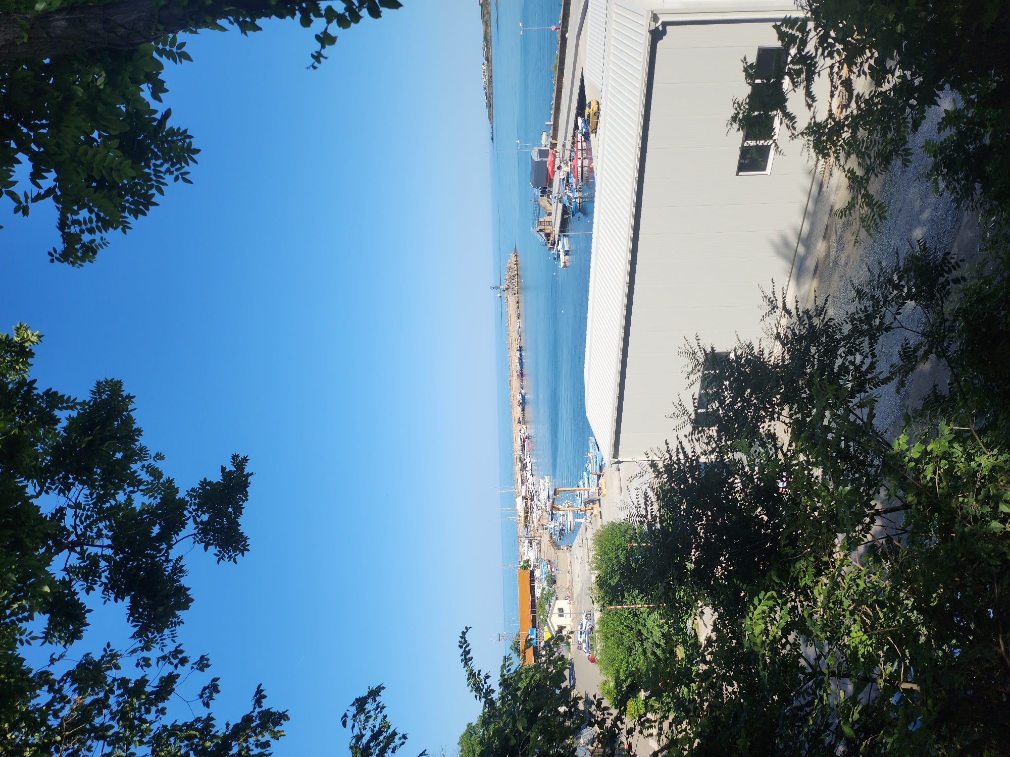 The image shows a view of the port of Tsarevo, Bulgaria, on a clear, sunny day. The foreground is dominated by the dense green foliage of trees, framing the scene from the top and sides.
Below the trees, a modern, light-colored industrial building with a corrugated metal roof occupies the lower right portion of the image. Two rectangular windows are visible on its light gray wall. In front of this building, a gravel-covered area is visible, with parked cars and some vegetation.
Further into the distance, the port itself is visible. A concrete pier extends into the calm, blue sea. Several boats and yachts are docked in the harbor, ranging in size and color. Some buildings with orange and yellow roofs line the waterfront, suggesting businesses or facilities related to the port. A lighthouse stands at the entrance to the harbor, with a breakwater protecting the moored vessels. The sea extends to the horizon under a clear, bright blue sky. In the far distance, a coastline with buildings is faintly visible. The overall impression is one of a functioning, scenic coastal town.
