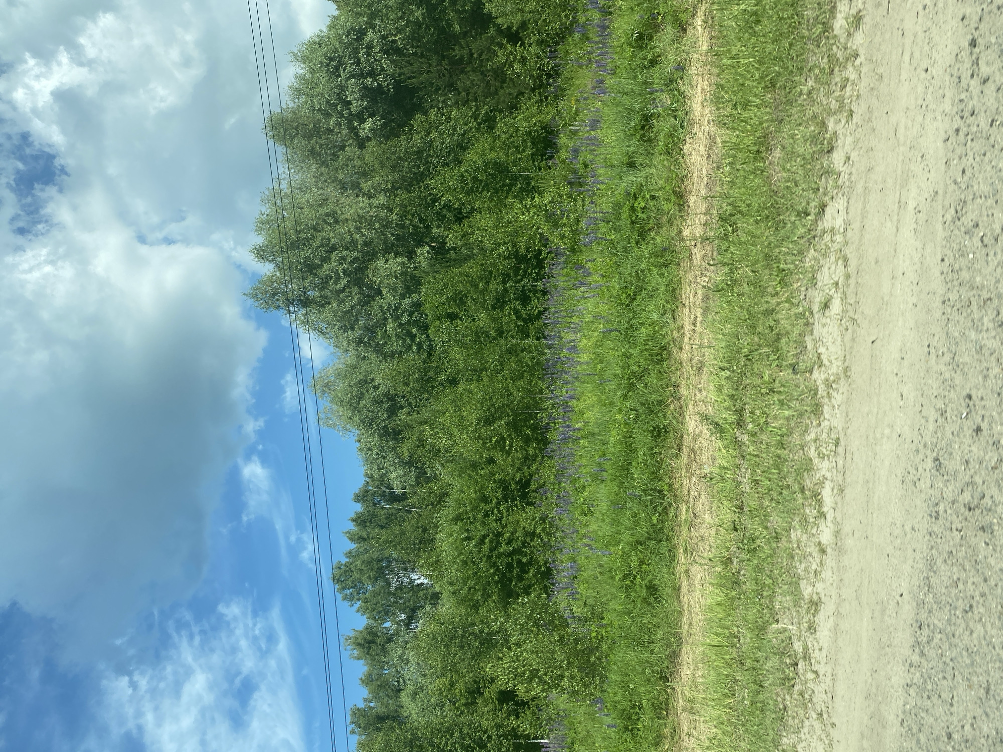 The image depicts a rural landscape with a dirt road in the foreground. Beyond the road, there is a strip of dry grass, followed by a field of green grass with scattered purple flowers. Behind the field is a dense forest of green trees, with a line of power lines running horizontally across the top of the trees. The sky above is blue with scattered white clouds. The scene is consistent with a location in the city of Vasilyevo, Russia, during daylight hours. There are no people or animals visible in the image. The environment is natural and undeveloped.