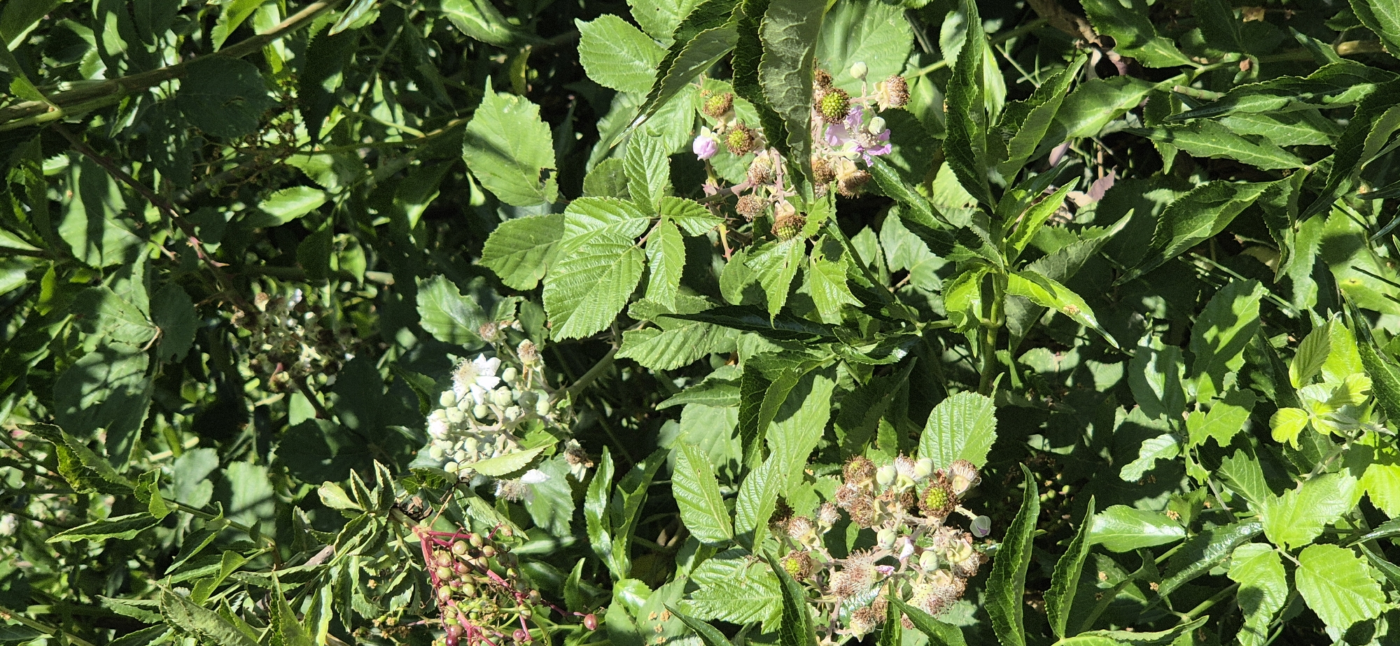 The image is a close-up, vertical shot of green foliage with some flowering and fruiting parts of a plant, likely a blackberry bush. The leaves are various shades of green, with some appearing lighter and newer than others. In several areas, clusters of small, unripe fruits are visible, some greenish and others with a reddish-purple hue. There are also some delicate white flowers interspersed with the greenery. The lighting suggests a sunny day, casting shadows across the leaves. No people or man-made objects are present, and the setting appears to be outdoors in a natural or semi-natural environment. The location is identified as Unknown, Unknown.