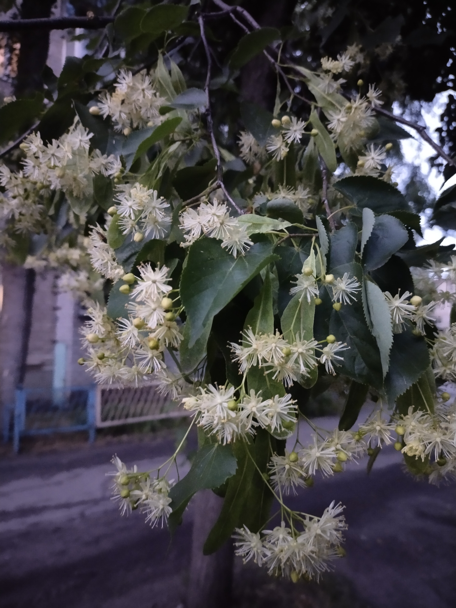 The image captures a close-up view of linden tree blossoms and leaves, hanging from a branch. The delicate white flowers have numerous thin petals and some small, green buds are also visible. The leaves are dark green and heart-shaped. The background is blurred, showing a hint of a building with a blue fence and a dark, wet-looking surface that could be a street or pavement. The lighting suggests it is either early morning or late evening, with a soft, diffused light. The scene appears to be from a residential or public area within the city of Horishni Plavni, Ukraine, likely in a park, along a street, or in a courtyard where linden trees are commonly planted. There are no people or animals visible in the frame.