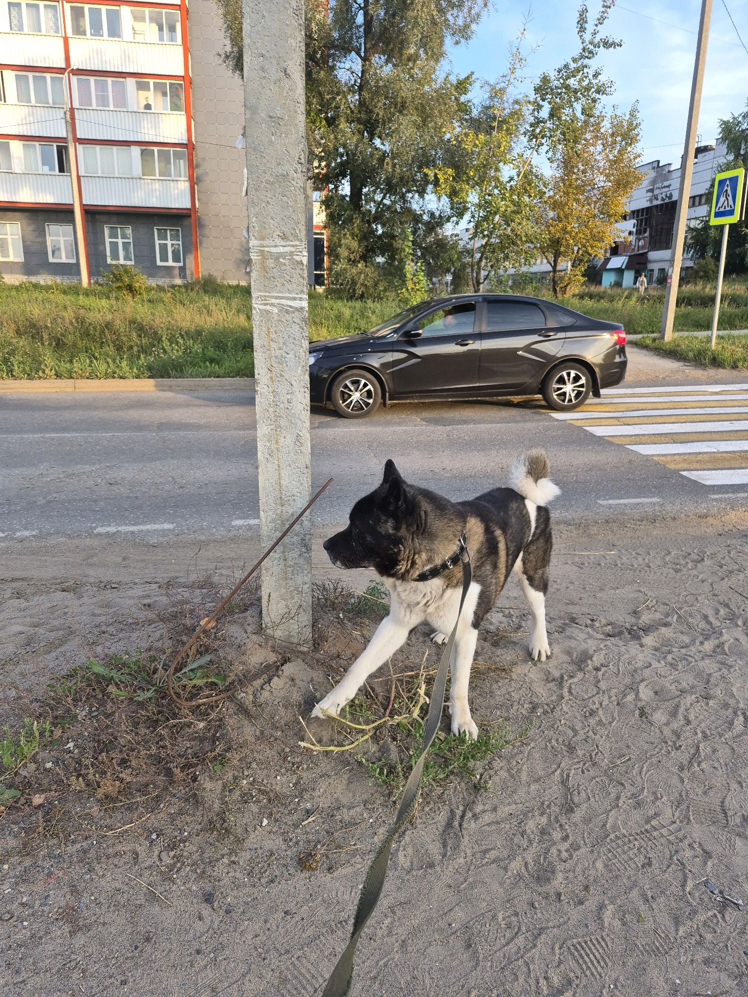 The image depicts an American Akita dog standing on a sandy and grassy verge beside a paved road in Chaikovsky, Russia. The dog, wearing a black collar and a green leash, is facing left. Behind the dog, a dark-colored car is visible approaching a pedestrian crossing. In the background, a concrete utility pole stands to the left of the dog. Further back, there is a multi-story apartment building with balconies and windows, along with trees and another building. A pedestrian crossing sign is visible on a pole further down the road. The sky is clear and blue. The scene appears to be a typical urban street in the late afternoon.