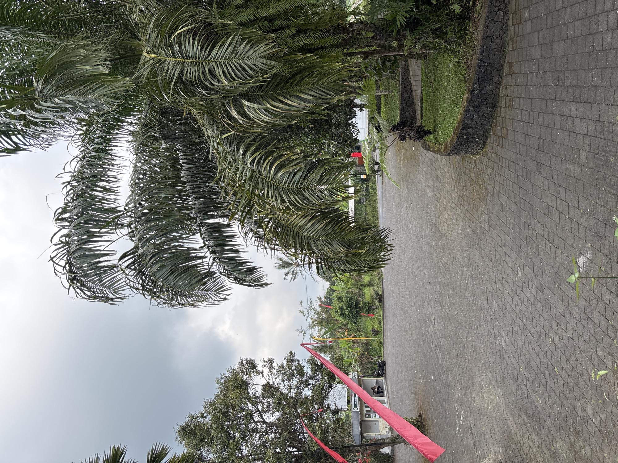 In Baturiti, Indonesia, an outdoor paved area is lined with a stone wall bordering a grassy area. A large palm tree with broad fronds dominates the foreground. Red banners are strung across the scene. In the background, a small building is visible, with a motorcycle parked nearby. There is one person sitting inside the building. The sky is overcast.