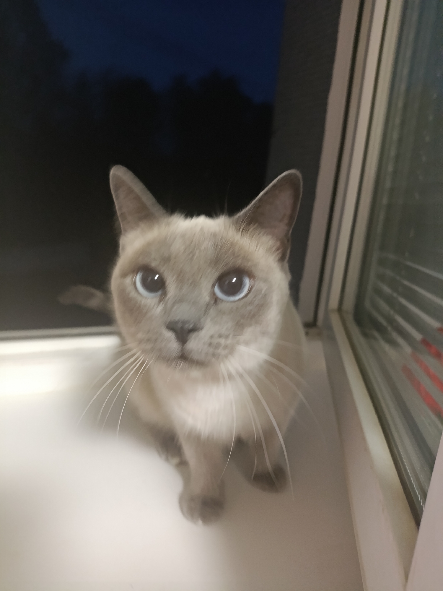 A grey cat with blue eyes sits on a white windowsill, appearing to look directly at the viewer. The cat is positioned between a dark, blurred background, possibly trees seen through a window at night, and the white frame and glass of the window. Part of a window shade or blind, with red stripes, is visible behind the glass. The setting is indoors. There is no verifiable evidence within the image to confirm the location as Chaikovsky, Russia.
