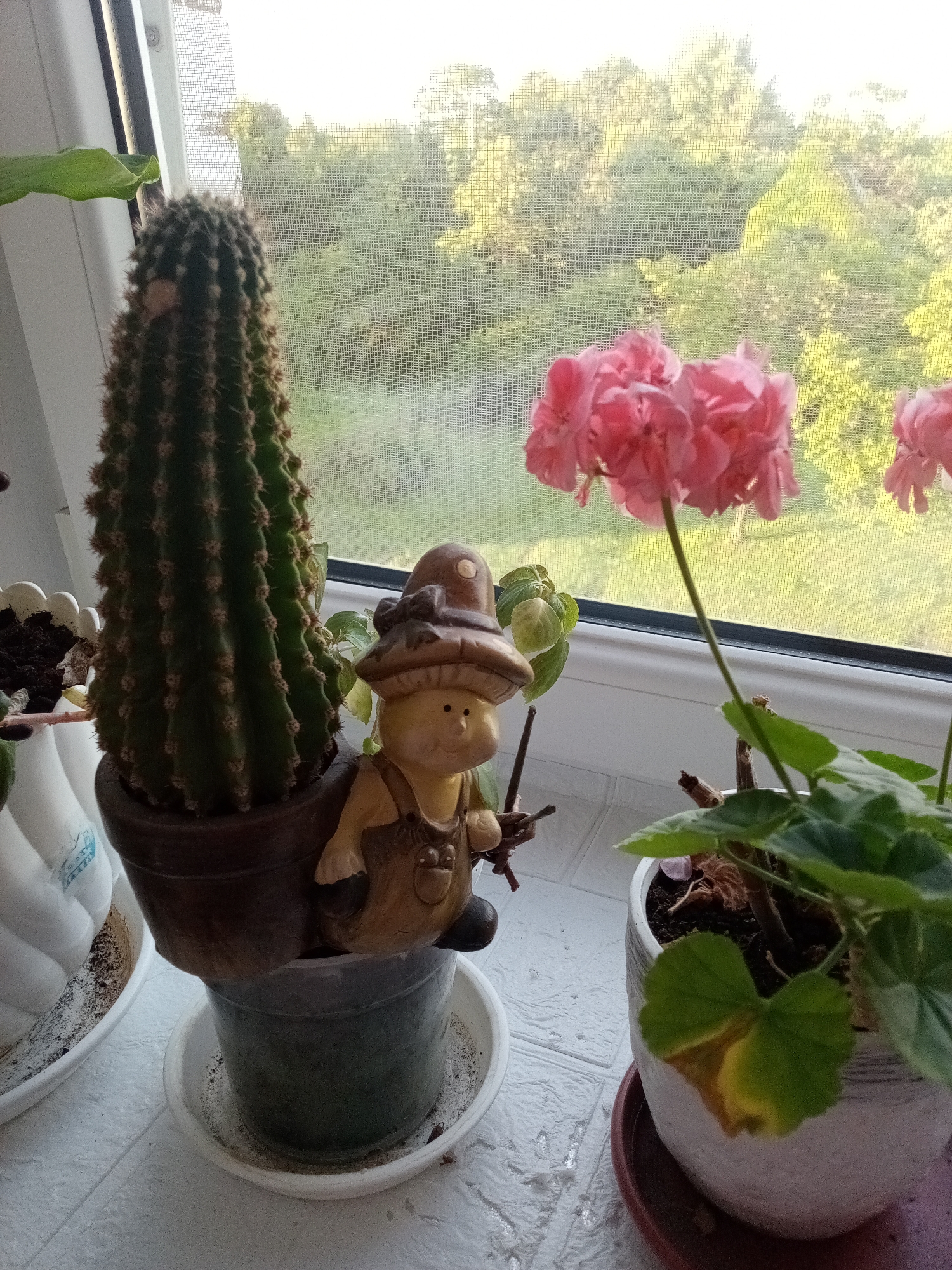 The image shows a windowsill with several potted plants and a decorative gnome. In the foreground, to the left, is a tall, green cactus in a dark brown pot. Next to the cactus is a ceramic gnome with a mushroom hat, overalls, and a smiling face, holding a stick. To the right of the gnome is a potted plant with pink flowers, likely geraniums. The windowsill is white and textured. Behind the plants, a window with a screen looks out onto a lush green landscape of trees. The scene is likely indoors, on a windowsill, in Chernyshevskoye, Russia, as suggested by the metadata. The lighting suggests it is daytime, possibly late morning or early afternoon, with natural light filtering in from the window.