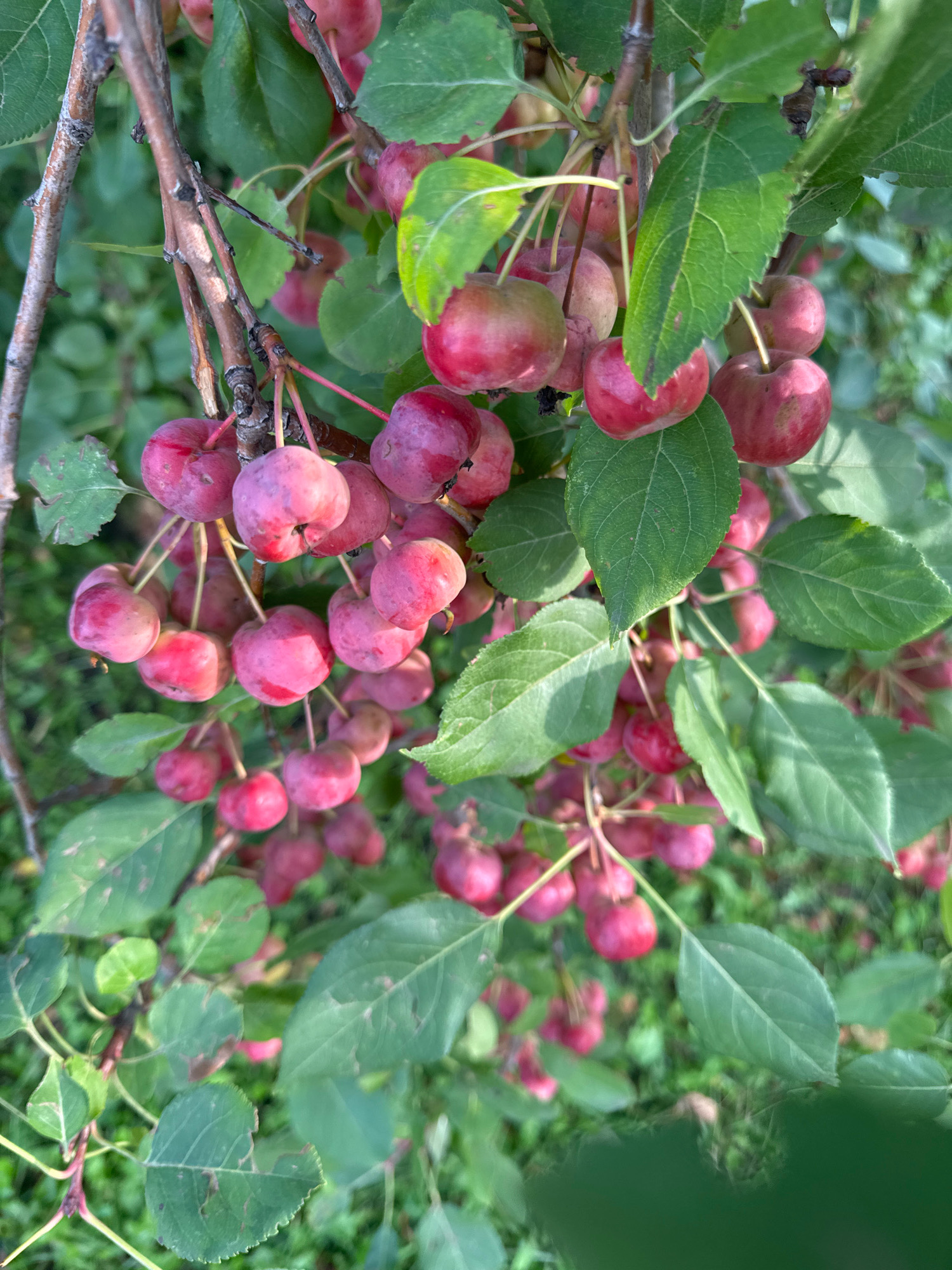 The image shows a close-up of a crabapple tree branch laden with small, ripe crabapples. The crabapples are primarily red and pink, with some exhibiting a blush of green. They are clustered along the branch, some hanging in dense bunches, and their stems are visible. The leaves of the tree are a vibrant green, some with slight brown blemishes, and they are interspersed with the fruit. The background is a soft blur of green foliage and possibly grass, suggesting an outdoor, natural setting. The lighting appears to be natural daylight, casting subtle shadows. There are no people or animals visible in the frame. The scene depicts a natural abundance of fruit on a tree, likely during the late summer or early autumn harvest season. The image does not contain any specific landmarks or features that would indicate a location within the city of Ufa, Russia.