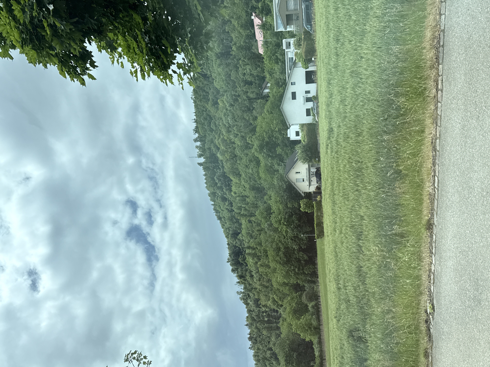 The image presents a serene landscape in Zurzach, Switzerland, featuring a lush forested hillside, a green field, and several residential buildings under an overcast sky.
In the foreground, a light grey paved road or path runs along the right side of the frame, bordered by a narrow strip of dry grass and small stones. Adjacent to this path is a large field of tall, vibrant green grass, with stalks appearing to sway gently.
The midground is dominated by a dense, verdant forest covering a steep hillside that occupies the left portion of the image. Several houses are nestled within this abundant greenery and at the base of the hill, adjacent to the field. These houses are predominantly modern, with white facades and dark roofs, and feature dark-framed windows. One house located higher on the hillside stands out with a light pink roof. A thin utility pole or antenna is subtly visible amidst the trees on the upper left side of the hill.
The background consists of a cloudy, light grey sky, indicating an overcast day. The cloud cover shows some variation in density and shade. A few dark green leaves from an unseen tree partially frame the upper left corner of the sky.
The scene depicts a calm, natural setting without any explicit human or animal activity. The lighting suggests it is daytime, likely under diffuse light conditions due to the cloud cover. No visible text is present in the image. The overall impression is one of peaceful coexistence between human dwellings and the natural environment in a semi-rural Swiss setting.