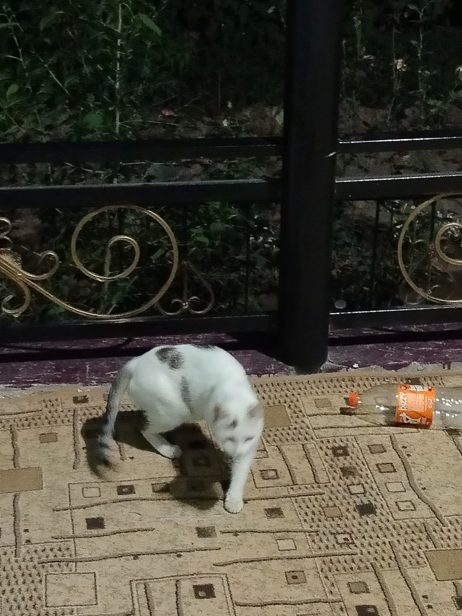 A white cat with gray markings is on a patterned rug in what appears to be an outdoor area at night. The cat is partially visible, with its head bent down as if sniffing the ground. To the right of the cat, there is an orange bottle, possibly a beverage container. In the background, there is a black metal fence with decorative gold swirls, and behind the fence, dense green foliage. A black vertical pole is also visible on the right side of the image. The scene is illuminated by artificial light, casting shadows on the rug. The location is identified as Kölkent, Kazakhstan.