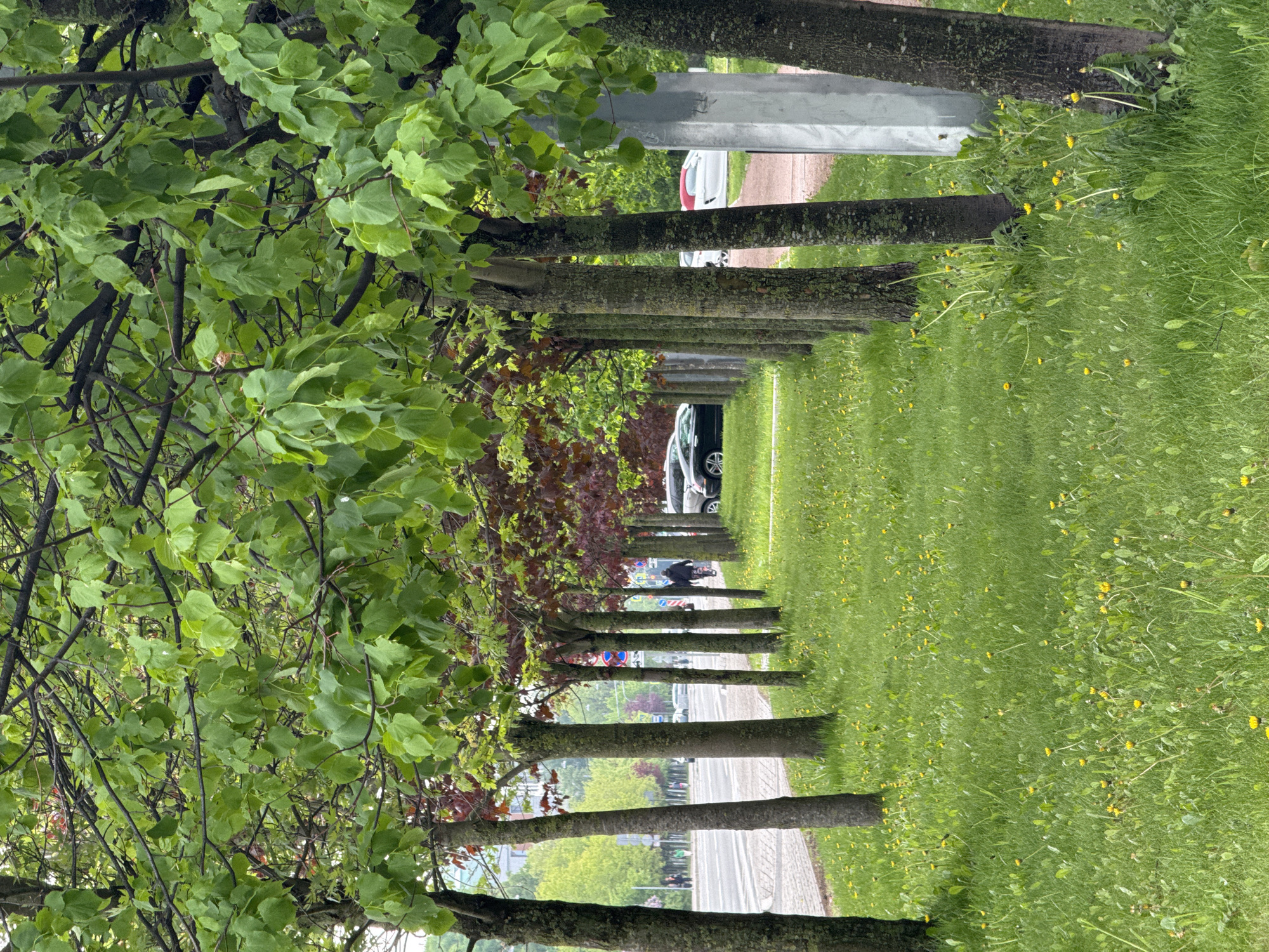 The image shows an alley of trees in Saint Petersburg, Russia. The trees line a sidewalk and grassy area with yellow wildflowers. Cars are parked along the street visible between the trees. A person is walking on the sidewalk in the distance. The day appears overcast. The tree trunks are dark gray and the leaves are green, with some trees showing reddish leaves.
