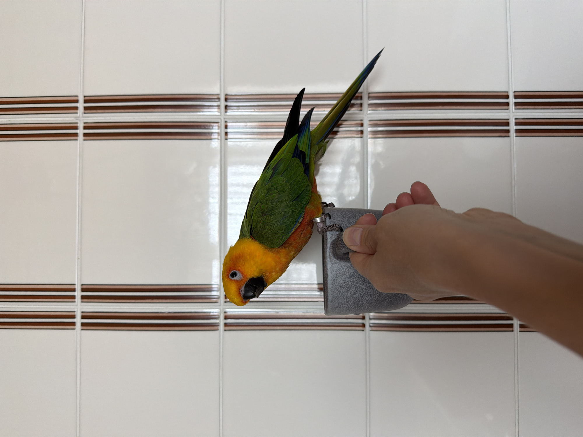 A medium shot captures a sun conure parrot suspended upside down from a gray object in a room with white and brown tiled walls. The bird, primarily green and yellow, has its head facing downwards and is attached to a metal ring on the gray object held by a person's hand. The person's arm extends from the right edge of the frame. The tiled wall, composed of square white tiles with brown horizontal stripes, serves as the backdrop. The scene appears indoors, possibly in a bathroom or kitchen. There is no information to confirm that the photo was taken in the city of Khimki, Russia.