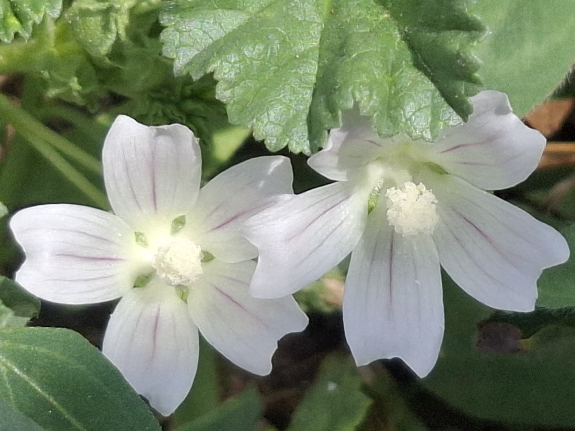 The image shows a close-up of two white flowers with delicate purple veins, surrounded by green foliage. The flowers have five petals each, with a textured yellow center. The leaves are broad and textured, with serrated edges. The background is a blur of green and brown, suggesting a natural, outdoor setting. There is no indication of any specific location in the city of Almaty, Kazakhstan, within the image itself. The focus is entirely on the flora.
