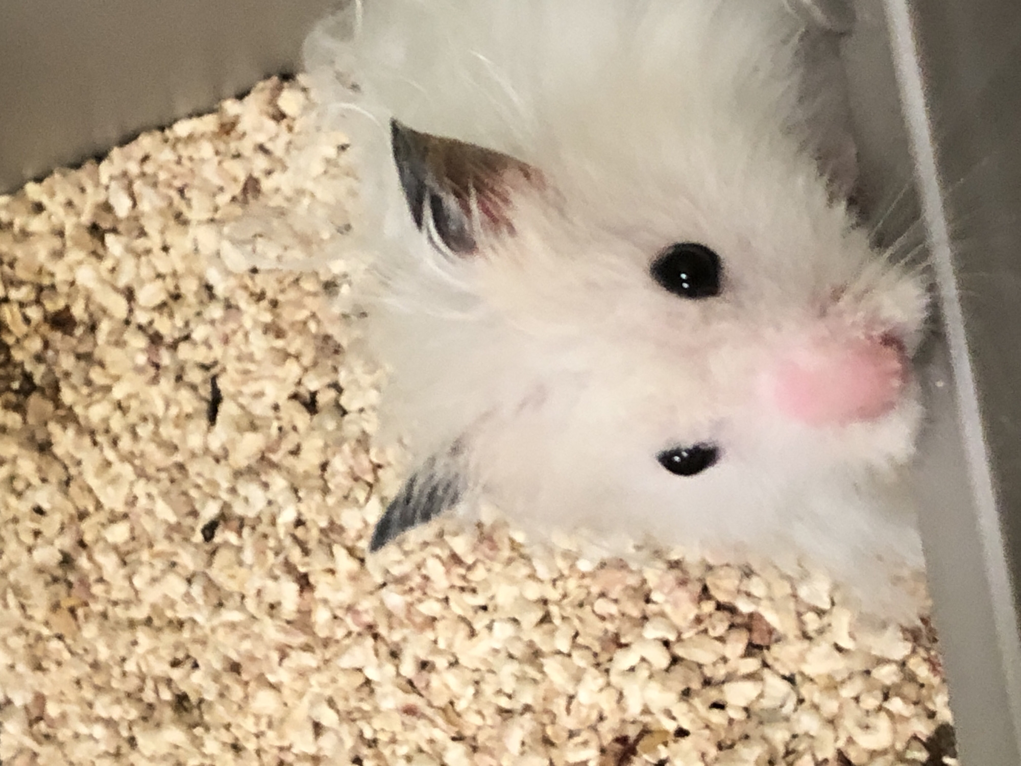A close-up, slightly elevated shot shows a fluffy white hamster with black eyes and a pink nose peeking out from a gray enclosure. The hamster's fur is long and white, with dark tips on its ears. Behind the hamster, the enclosure is filled with light brown, pellet-like bedding. The lighting is bright, creating a soft focus effect on the hamster's fur. There is no visible information indicating the location in Solikamsk, Russia.