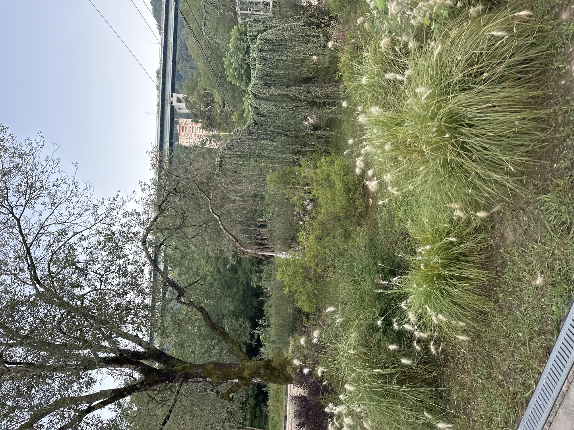 This is a medium shot of a park area with a bridge and a building visible in the background. The foreground is dominated by lush green grass and ornamental grasses with white plumes. To the left, a large tree with textured bark stands tall, its branches extending outwards. Behind the grasses, a variety of bushes and trees create a dense, green backdrop. A weeping tree with long, drooping branches is a prominent feature in the middle ground. In the distance, a large bridge spans across a valley, with a multi-story building with orange accents situated beneath it. Power lines are visible crisscrossing the sky. The overall impression is a natural, slightly overgrown park setting with urban infrastructure in the distance. The location is the Sochi Arboretum in Sochi, Russia.