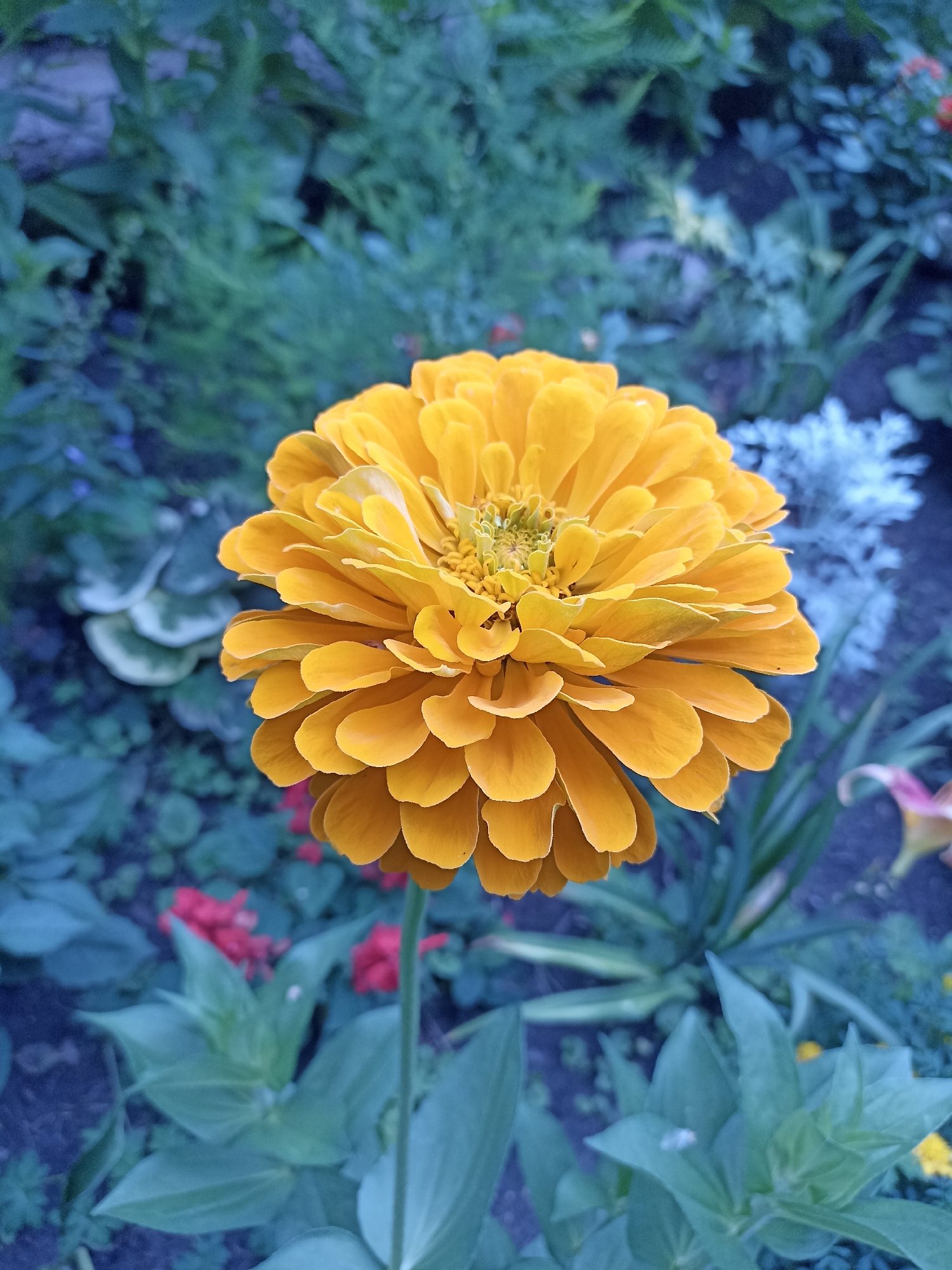 A close-up, eye-level, vertical shot captures a bright orange zinnia flower in full bloom, centered in the frame. The flower's numerous layered petals radiate outward from a textured yellow center. The background is a blur of garden foliage, predominantly in shades of teal and deep blue, with hints of red and light blue flowers scattered throughout. The overall lighting suggests an outdoor setting, possibly in the evening or under overcast skies, due to the cool color cast. No people are visible in the image. The location is not specified in the image itself, but if contextualized within Mochische, Russia, it would be a garden or park within that city.