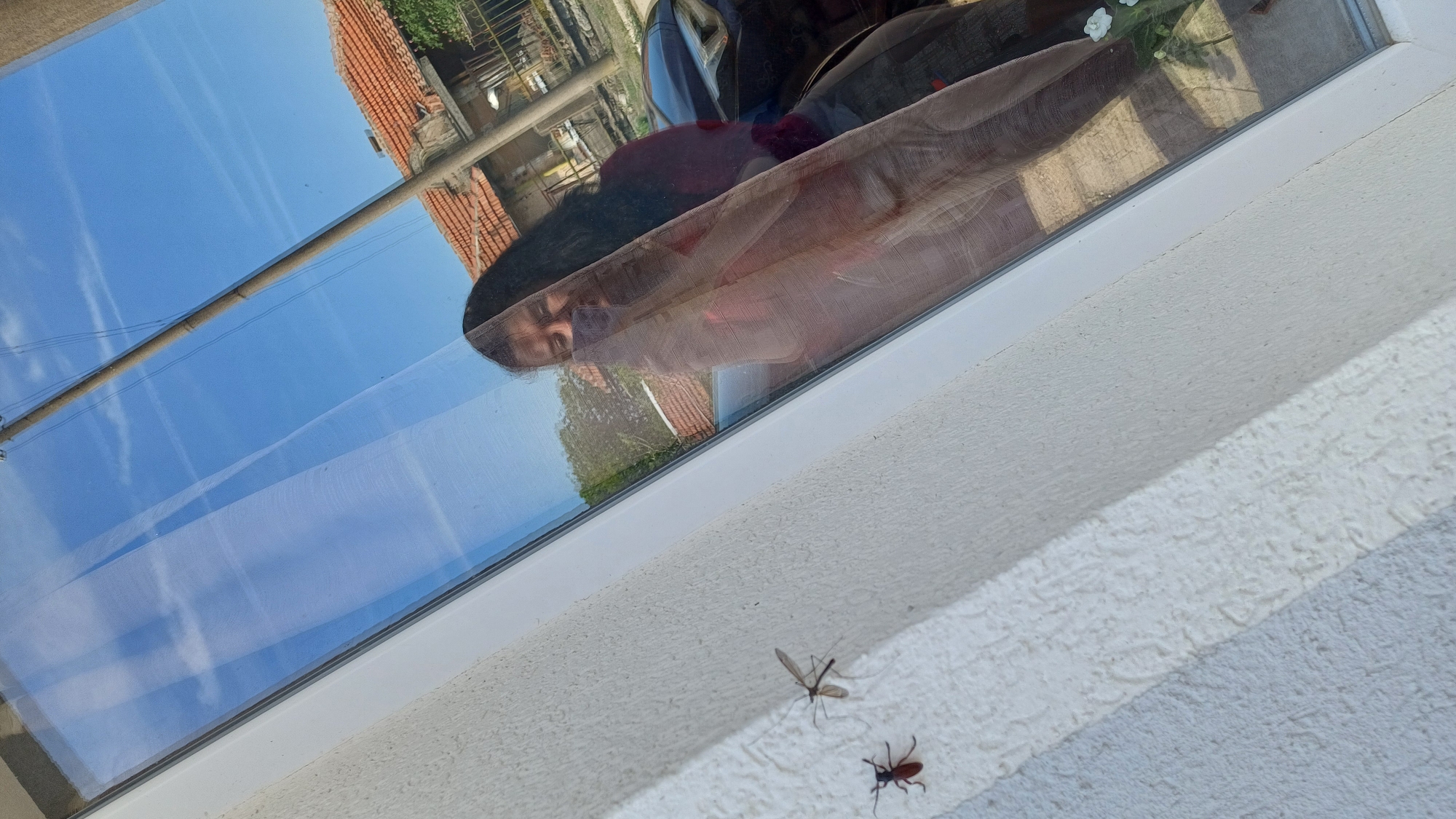 The image is taken from an interior perspective, looking out a window in Gorna Verenitsa, Bulgaria. The reflection in the glass shows a person with dark hair and a red shirt. Outside, the reflection also depicts a building with a red tile roof and a blue sky. On the exterior windowsill, there are two insects: one larger brown beetle and a smaller mosquito-like insect with long legs. The windowsill itself is white with a textured surface.