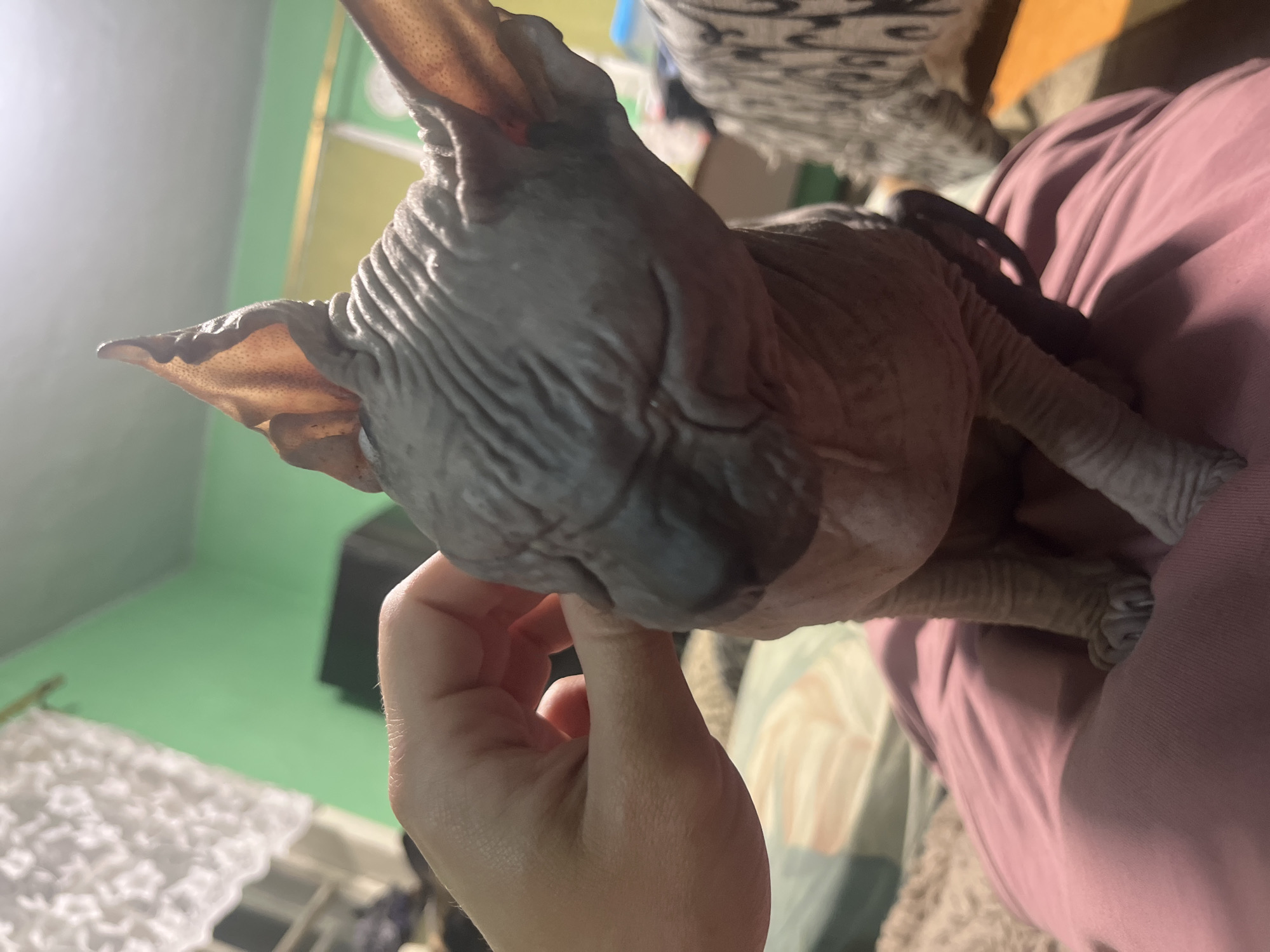 A close-up, eye-level shot captures a hairless Sphinx cat being petted by a person's hand. The cat, predominantly gray with wrinkled skin, is seated on a pink fabric surface, likely clothing or bedding. Its large ears are prominent and translucent, with visible blood vessels. The person's hand, with visible fingernails, is gently stroking the cat's head. The background is blurred, suggesting an indoor setting. A portion of a white lace curtain is visible in the upper left, and a green wall is in the background. The lighting appears to be artificial and is casting shadows, highlighting the cat's features. The scene depicts a moment of gentle interaction between a human and an animal in a domestic environment. This image was taken in Nizhny Tagil, Russia.