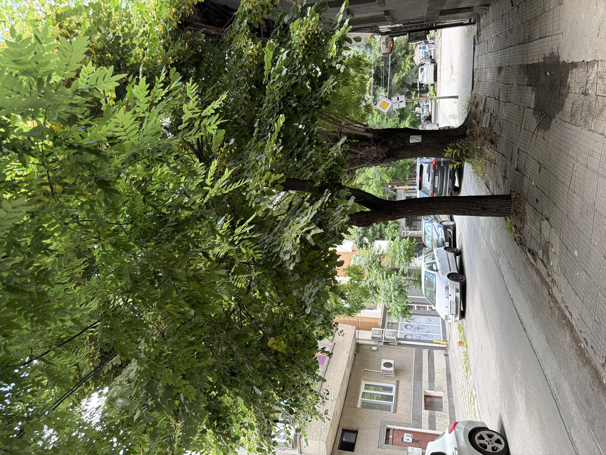 The image shows a street scene in Pazardzhik, Bulgaria. Two large trees with dense green foliage overhang a sidewalk paved with square concrete tiles, some of which are unevenly laid. The street in front of the sidewalk has a gray asphalt surface with visible cracks. Several cars are parked along the street. On the left side of the street, there is a multi-story building with a gray facade, windows, and air conditioning units. The building on the right side of the sidewalk appears older and has some signage, including an "Amstel" beer advertisement. In the background, more buildings and trees are visible, along with traffic signs. The sky is overcast.