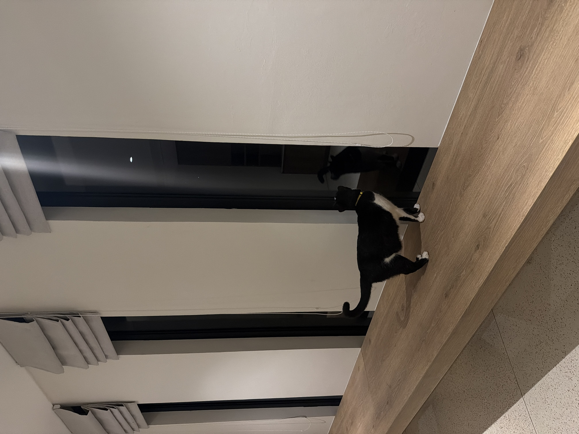 A black and white cat with a yellow collar stands on a horizontal wooden beam. The beam appears to be part of the interior structure of a building. In the background, window blinds are visible, suggesting the beam is situated near a window. The cat is in a walking or standing position on the beam. The image does not indicate any people or a specific location in Mas, Indonesia.