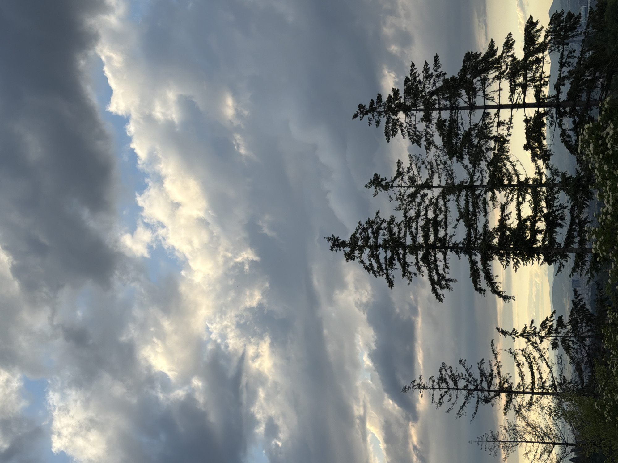 A landscape photograph captures a dramatic sky and silhouetted trees, likely taken during either sunrise or sunset. The image is dominated by an expansive sky, filled with an array of clouds ranging from dark grey and slate-blue to brilliant white and warm yellowish tones, indicating direct or indirect sunlight. Patches of clear blue sky are visible between the cloud formations.
On the right side of the frame, several tall coniferous trees, possibly pines, stand in sharp silhouette against the brighter sky and distant horizon. Their dark, jagged forms are clearly outlined, showcasing their branches and needles. Beyond these trees, a hazy, undulating landscape stretches into the distance, revealing a subtle outline of hills or mountains, and faint hints of urban development or structures along the distant horizon.
No specific activity or event is taking place; the scene is a static natural vista. The time of day is clearly indicated by the warm, low light creating the silhouettes and highlighting the cloud edges, suggesting golden hour. The weather is overcast but broken, with dynamic cloud patterns. The location, consistent with Pancharevo, Bulgaria, suggests a mountainous or hilly region with natural forests overlooking a valley or body of water. The overall emotion conveyed is one of serene natural beauty and dramatic atmosphere. There is no visible text in the image.