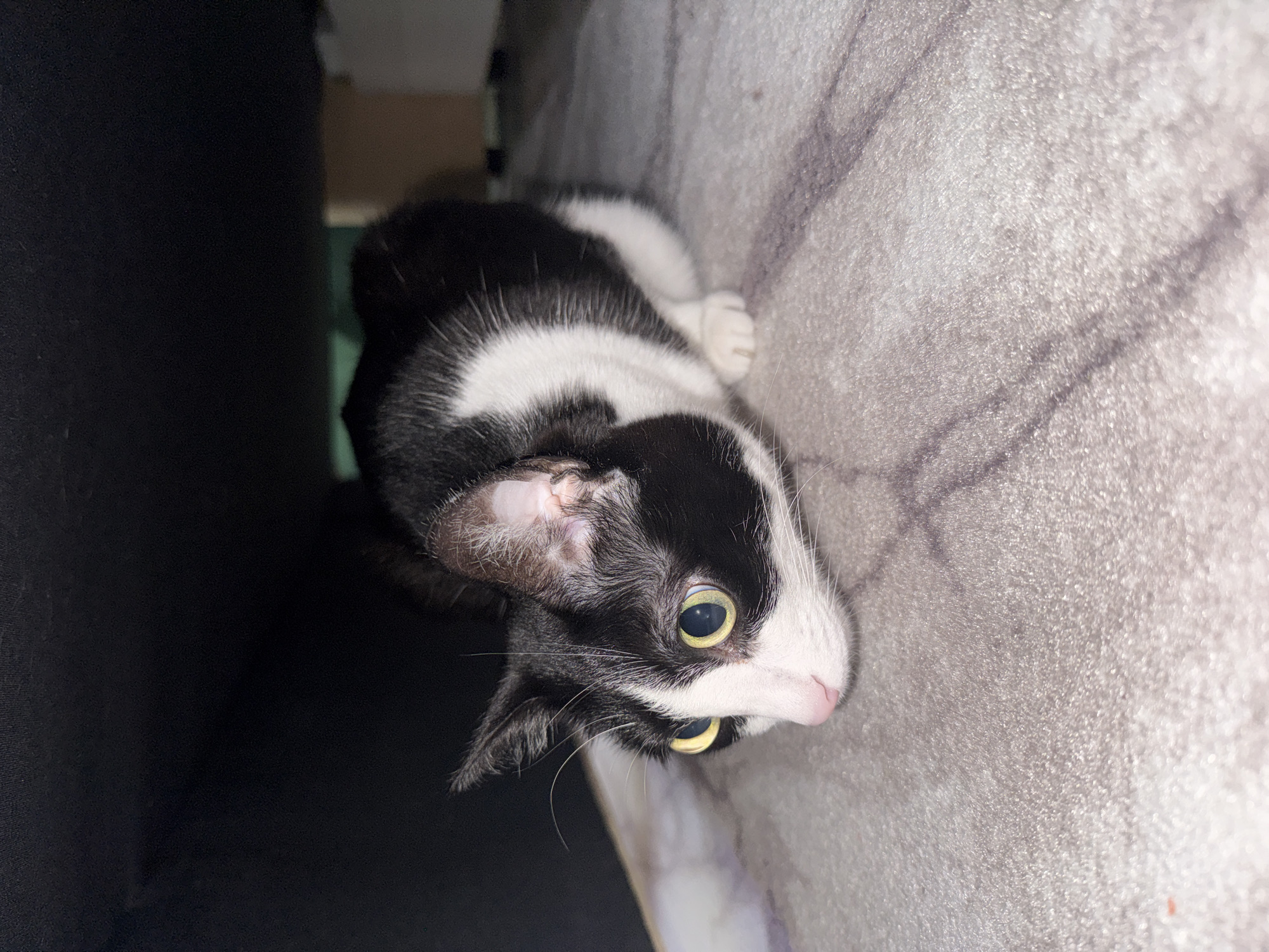 A black and white cat is lying on a gray, textured surface. The cat is positioned with its head towards the upper right corner of the frame and its body angled towards the lower left corner. The cat has yellow eyes and a pink nose. The left side of the image is dark, while the right side is lighter. No people are visible. The location is unknown.