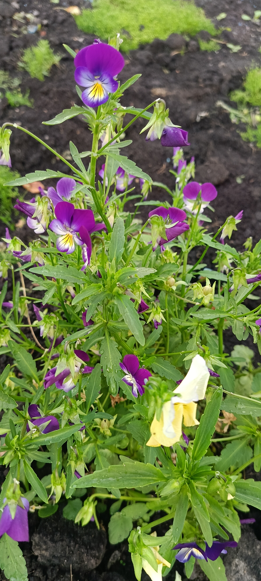 The image shows a close-up of a garden bed filled with blooming pansies. The flowers are predominantly purple and yellow, with some white accents. The pansies are in various stages of bloom, with some fully open and others still in bud. The foliage is green and leafy, with some water droplets visible on the leaves, suggesting recent watering or dew. The background consists of dark soil and patches of green grass. The location is identified as a garden in the city of Khokhly, Russia. There are no people or animals present in the image.