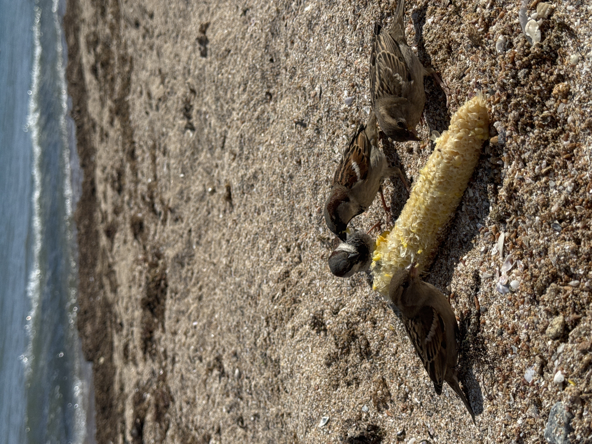 The image captures three brown sparrows eating corn on a beach in Yevpatoriya, Ukraine. The corn cob is lying on the sand, partially eaten. The beach is sandy and littered with small seashells. In the background, the sea is visible.