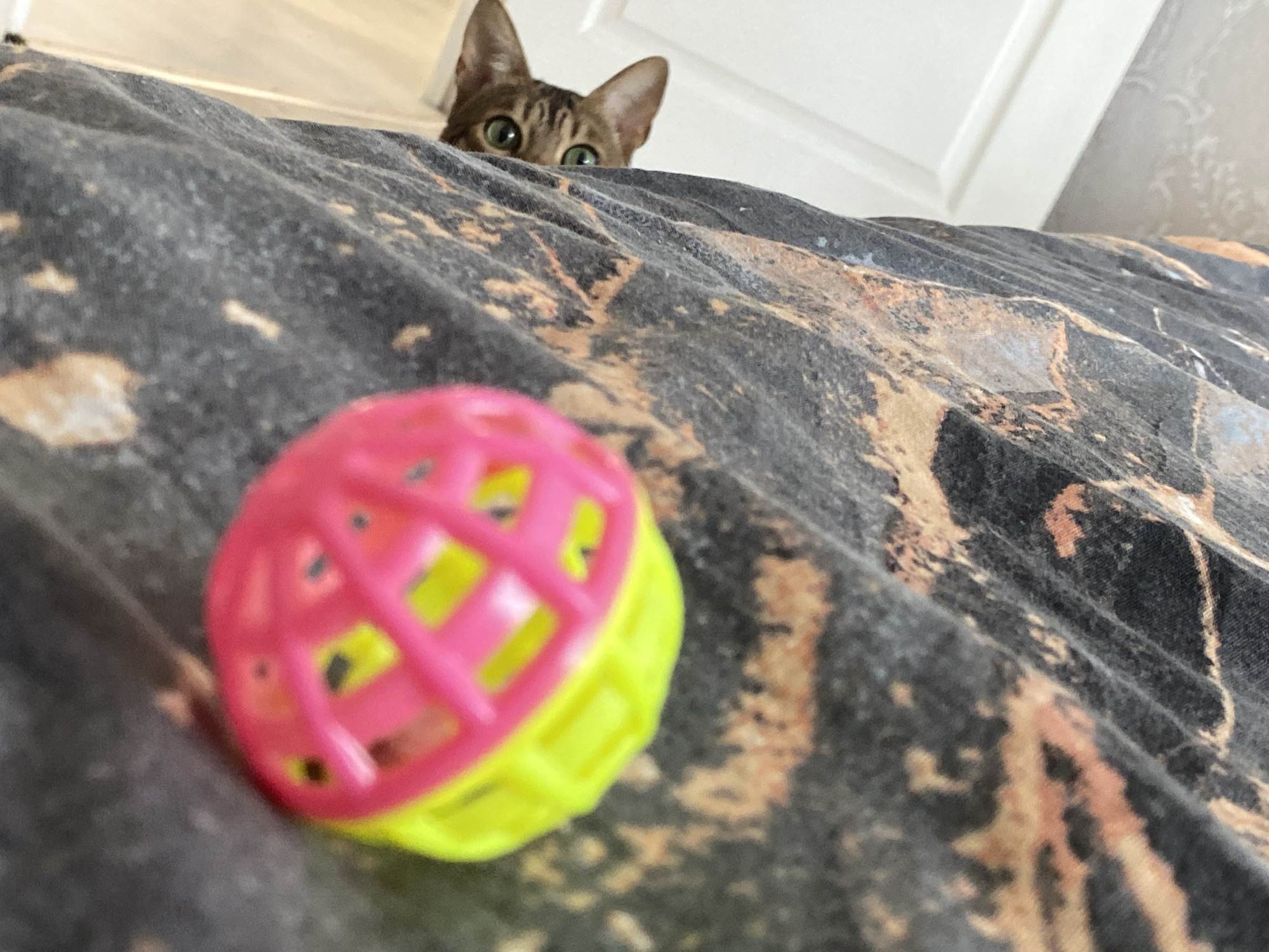 A cat's head peeks from behind a patterned, rumpled fabric with a pink and yellow ball resting on top of it. The cat has short, brown fur with dark brown stripes, pointed ears, and large, green eyes. The fabric is dark gray and tan, and lies flat except for some wrinkles or folds. The ball is a plastic cage design with holes, colored pink and yellow. Behind the cat and fabric is a white wall. The location is uncertain, but is supposedly the city of Chaikovsky, Russia.