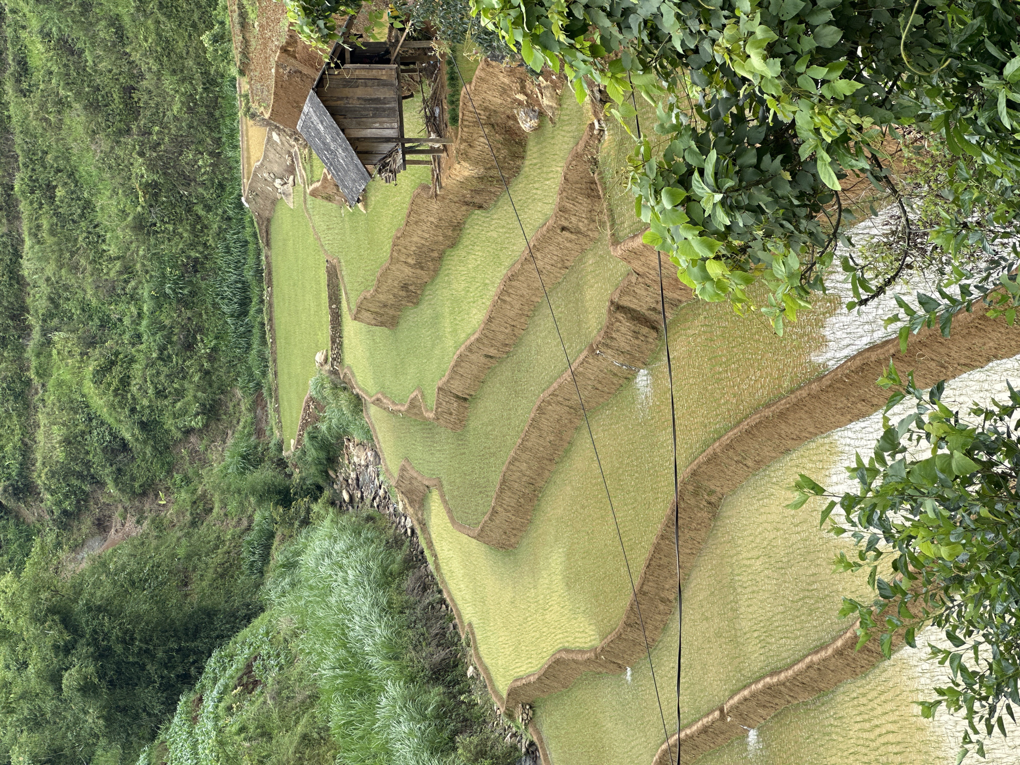 The image presents a detailed view of terraced rice paddies nestled within a verdant, mountainous landscape in Dế Xu Phình, Vietnam. Multiple tiers of curvilinear, light green rice fields, filled with water and young rice plants, dominate the central and lower portions of the frame. These paddies are demarcated by distinct reddish-brown earthen banks.
In the upper right section, a small, rustic wooden hut is elevated on stilts, featuring a dark, sloped roof and an visible entryway. Below and to the left of the hut, a small section of drier, uncultivated reddish-brown earth is visible. A narrow, rocky stream or creek flows through a valley on the far left, separating the terraced fields from the steep, densely vegetated hillside.
The slopes above and around the rice terraces are heavily covered with lush, various shades of green vegetation, including tall grasses, bushes, and trees, some resembling bamboo. In the immediate foreground on the right and bottom, large, vibrant green leaves and branches partially obscure the view into the terraced fields. Three dark, thin electrical wires span horizontally across the middle-lower portion of the image, positioned above the rice paddies. No human presence is observed in the scene.