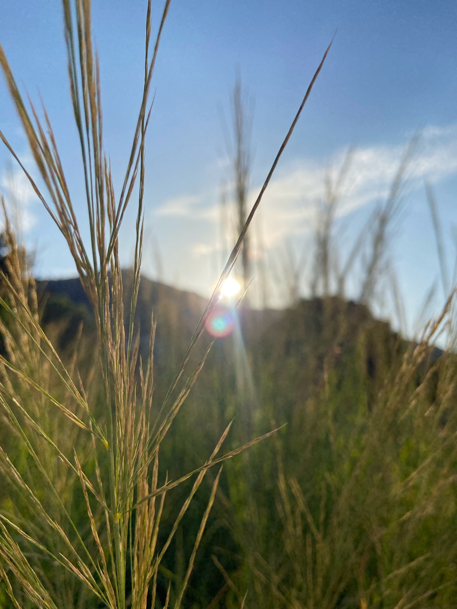 The image shows a close-up view of tall, dry grass stalks against a bright blue sky with scattered clouds. The sun is visible in the background, creating a lens flare with rainbow hues. The grass appears to be in a rural or natural setting, possibly on a hillside, with a blurred landscape in the distance. The image was taken in Budva, Montenegro. There are no people or specific objects visible beyond the natural elements of grass, sun, sky, and a distant hill. The lighting suggests it is either sunrise or sunset.