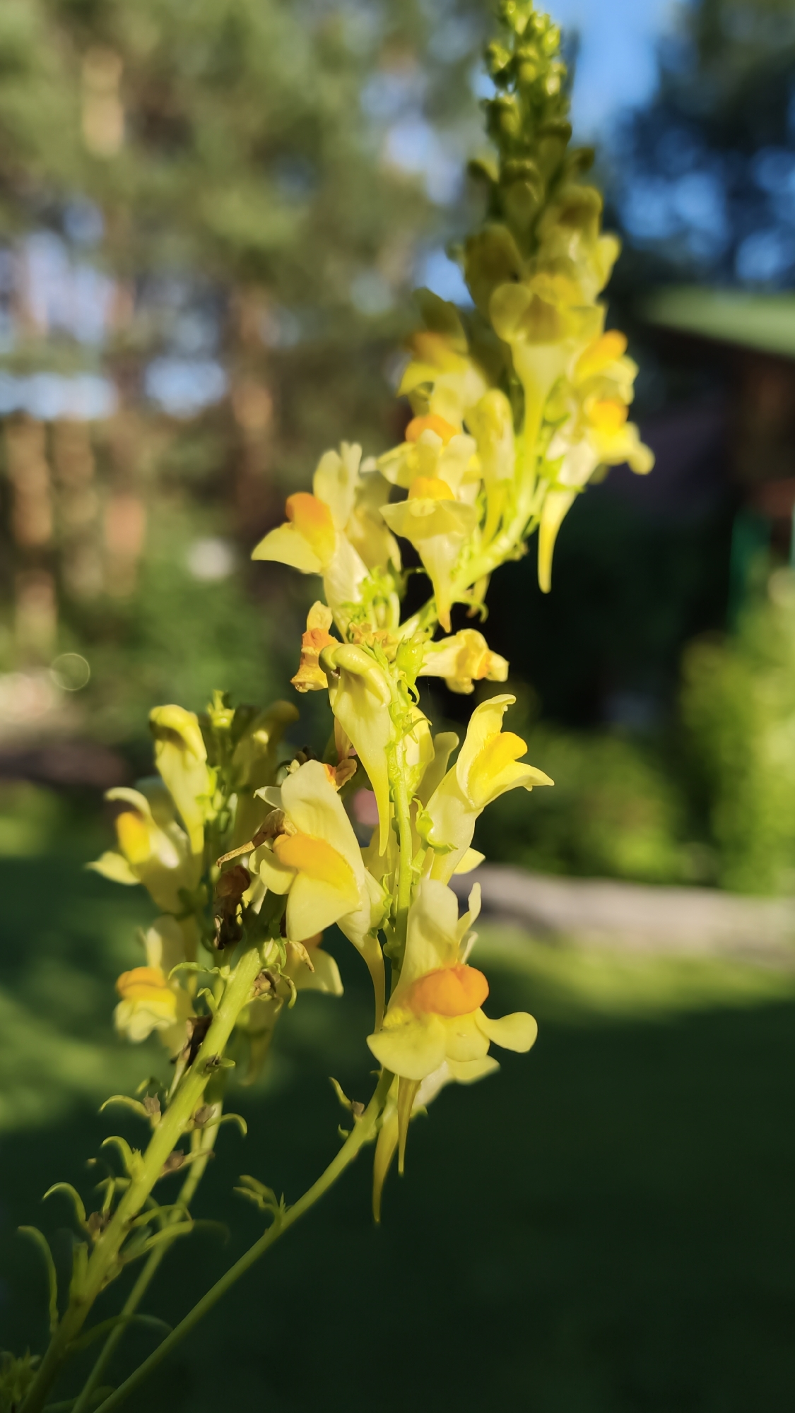 A close-up, vertical shot captures a flowering branch of yellow toadflax, a common plant found in the Angarskie Khutora, Russia region. The delicate flowers, with their distinctive snapdragon-like shape and a hint of orange at the lower lip, cluster along a thin green stem. The sunlight illuminates the petals, creating a gentle glow. The background is a blur of soft greens and blues, suggesting an outdoor environment with trees and sky. The overall scene is tranquil and natural, showcasing the simple beauty of this wild flora.