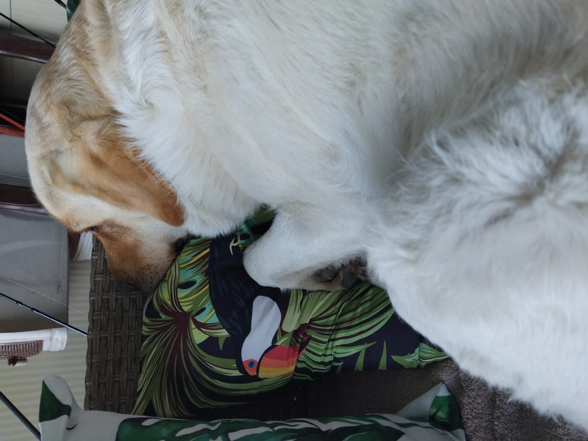 A light-colored dog, likely a Labrador Retriever, is asleep on a patterned pillow on a wicker chair. The pillow features a dark background with green palm leaves and a toucan with a colorful beak. The dog's head is turned away from the camera, resting on the pillow, and its body is stretched out. The background is blurred but suggests an outdoor setting, possibly a balcony or patio, with furniture and some vertical elements that might be umbrellas or plant stands. The lighting is natural and appears to be daylight. The image was taken indoors or on a covered patio. The dog's fur is thick and appears soft. No people are visible in the image. The location in Kyiv, Ukraine is not discernible from the visual cues in the image.