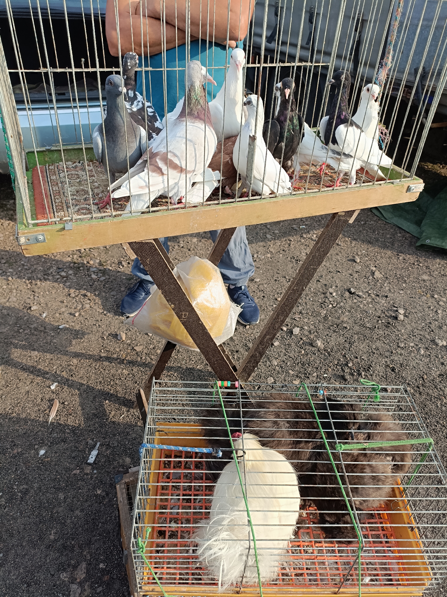 In Łosice, Poland, a scene unfolds at an outdoor market where birds are being sold. A large, metal cage, positioned on a wooden stand supported by metal legs, contains several pigeons of various colors and patterns, including grey, white with brown markings, and black with iridescent green and purple feathers. The cage has a wooden base and is filled with birdseed. A yellow plastic bag hangs from the stand beneath the cage. Below this, a smaller metal cage rests on the ground. This cage contains two fluffy birds: one white with a distinctive crest, and at least one black bird. The ground appears to be a mixture of gravel and dirt, with scattered feathers and debris. A person wearing blue pants and dark blue sneakers is partially visible, standing behind the cages. The overall atmosphere suggests a vibrant, if somewhat gritty, animal market.