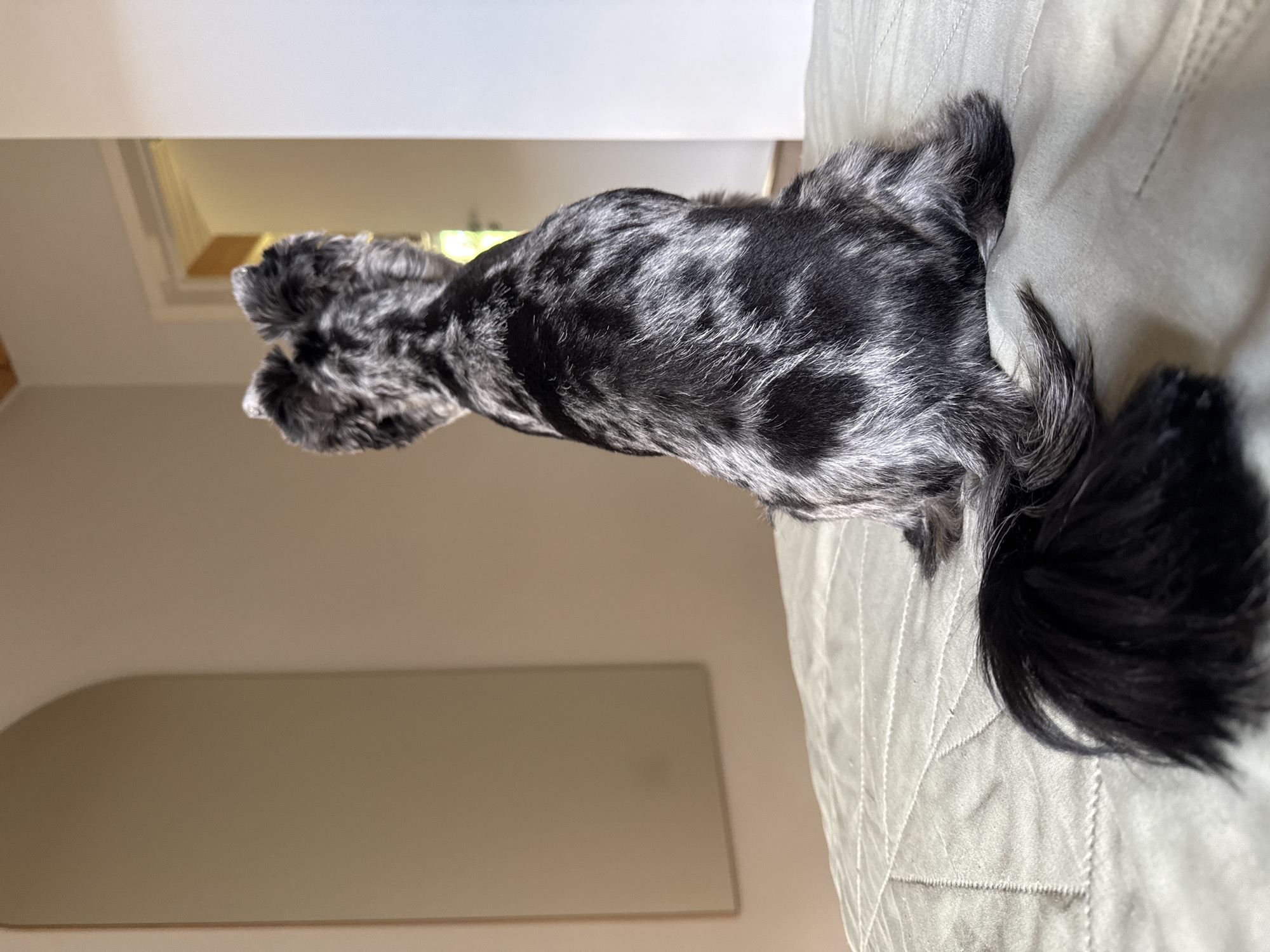 The image shows a small dog, likely a poodle mix due to its fluffy, dark and grey marbled fur, sitting on a light green, quilted surface. The dog is facing away from the camera, with its tail curled upwards. Its fur is styled with two fluffy tufts on its head. The background is out of focus but appears to be an indoor setting with light walls and a doorway visible to the left, suggesting a home environment. The lighting indicates it is daytime. There is a faint, horizontal rectangular shape in the lower part of the image, possibly a mirror or a piece of furniture. No text is visible.