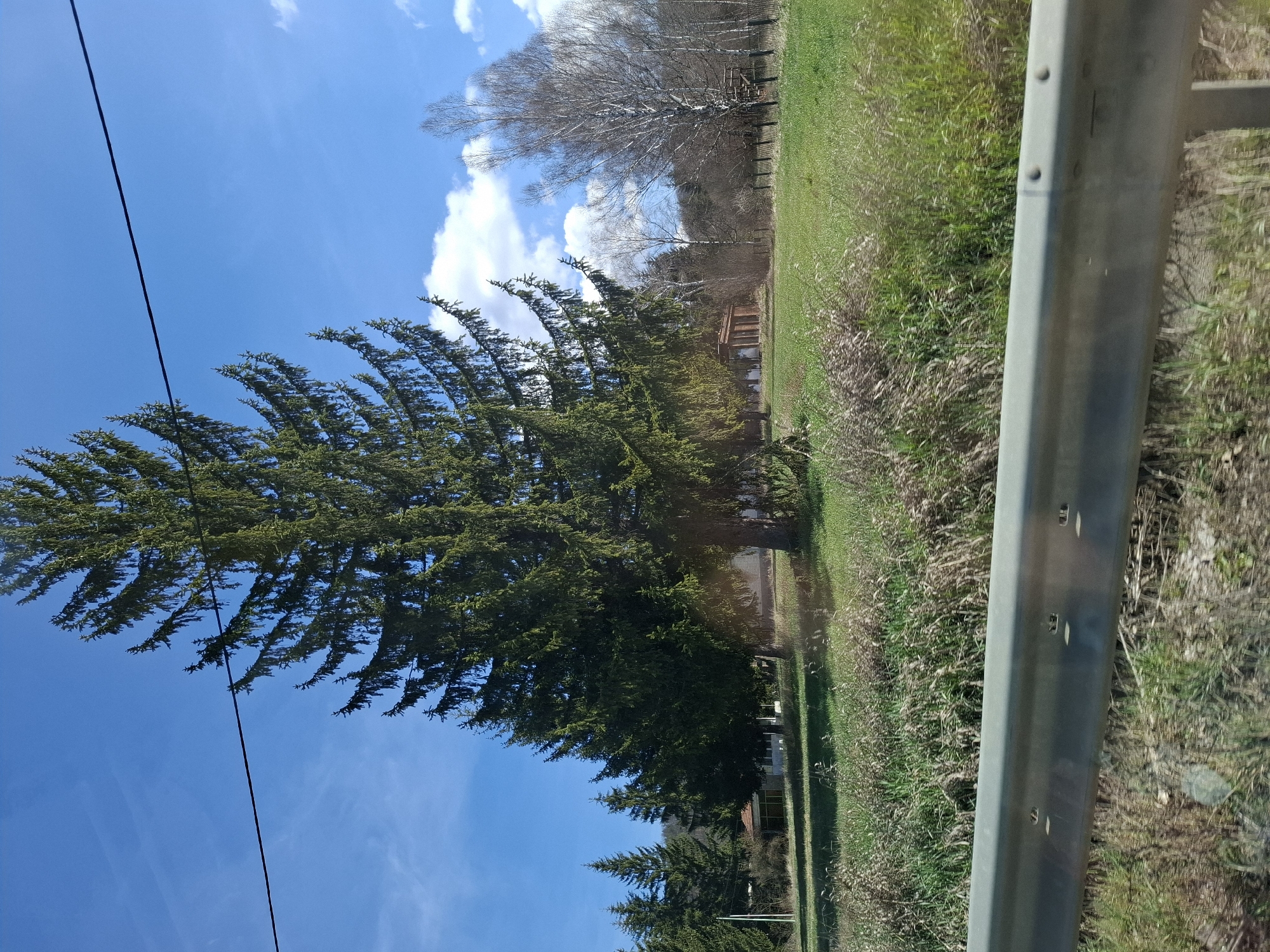 The scene presents a landscape photograph taken near Drenovo, Bulgaria, notable for its natural elements. A prominent, large evergreen tree with a broad, pointed crown is the focal point, extending towards the sky. In the backdrop, a line of bare deciduous trees can be observed, indicative of the time of year. A guardrail, constructed of metal, runs along the edge of the frame, suggesting the perspective is from or near a roadway. The sky above is a clear blue, dotted with scattered clouds. The ground is covered with a mix of grass and other vegetation. The quality of light indicates it is daytime.