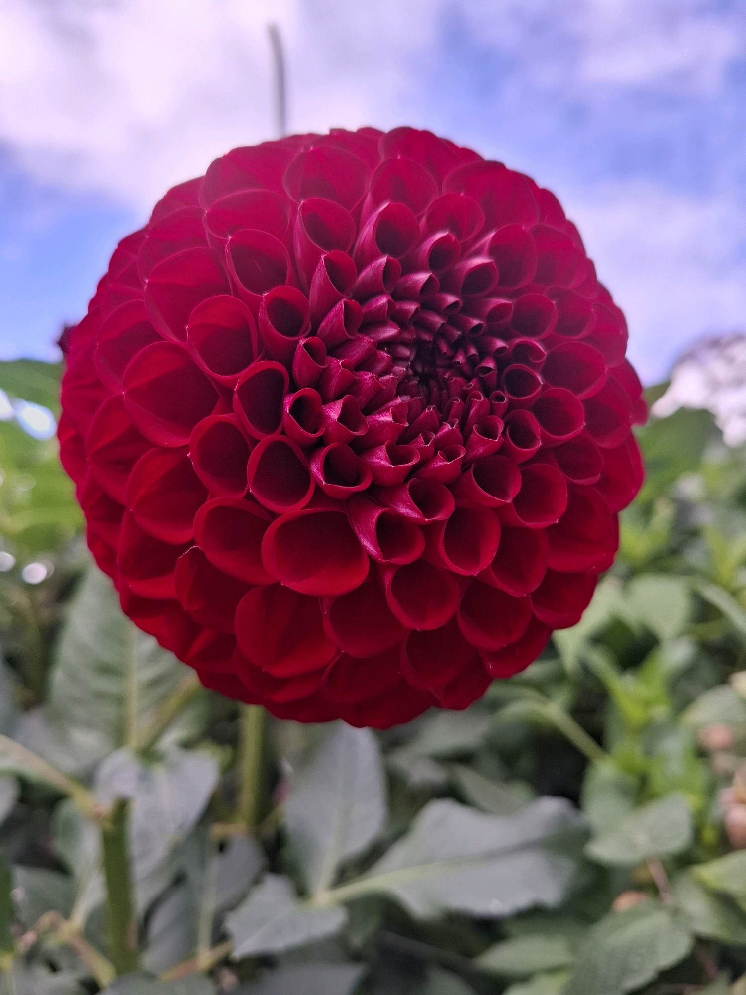 A close-up, eye-level shot captures a deep red dahlia in full bloom, its tightly packed, curved petals forming a spherical shape. The flower dominates the frame, with its textured surface and rich color drawing the viewer's attention. In the background, out-of-focus elements create a soft bokeh effect. The upper portion of the image shows a hazy blue sky with hints of pinkish clouds, while the lower section features blurred green foliage and stems. There are no people or specific landmarks visible to indicate a location within the city of Tyumen, Russia. The image focuses solely on the floral subject and its immediate natural surroundings.