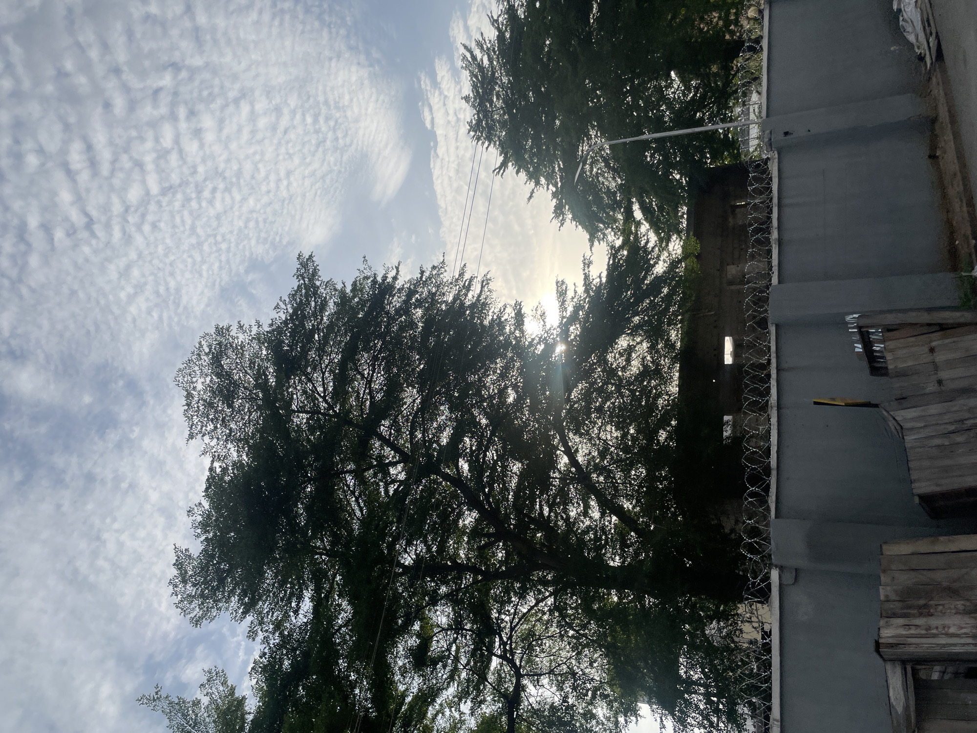 The image shows a view of the sky through trees in Lokoja, Nigeria. The sky is partly cloudy with altocumulus clouds. The trees are silhouetted against the bright sky, with sunlight filtering through the leaves. To the right of the trees is a gray wall topped with barbed wire. A few wooden planks are also visible near the wall. Power lines run between trees and the wall.