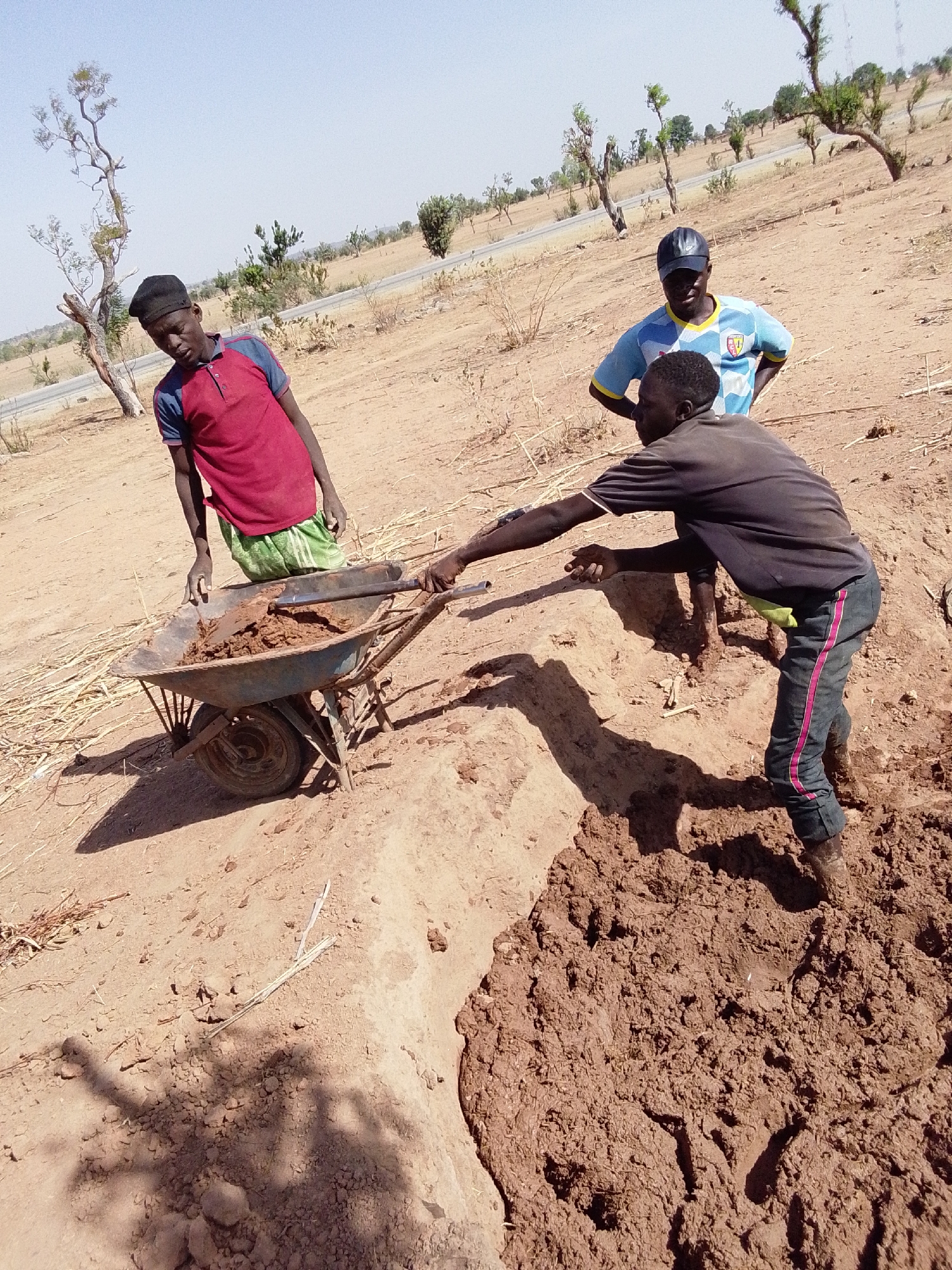 Three African men are working in a dry, sandy field near Mulke Barikin Sayejo, Nigeria. One man, wearing a red and blue shirt and black cap, stands next to a wheelbarrow filled with mud and a shovel. Another man, wearing a black shirt and blue pants with a pink stripe, is pulling the wheelbarrow. A third man, wearing a blue shirt and a dark cap, stands with his hands on his hips, observing. There is a large pile of mud beside the wheelbarrow. The ground is mostly dry and dusty, with scattered straw and small trees. A road is visible in the background. The sky is clear and blue.