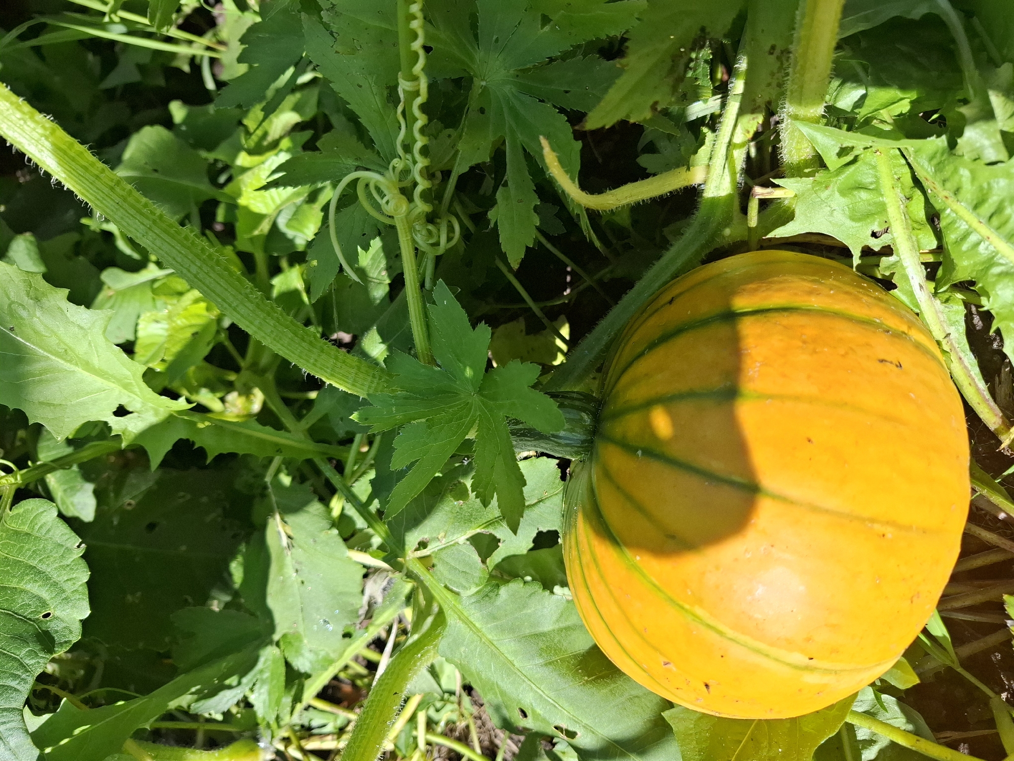 The image shows a close-up of a small, bright orange pumpkin growing on a vine amongst green leaves in what appears to be a garden. The pumpkin has distinct vertical green stripes and is partially shaded by the surrounding foliage. The vine is thick and green, with some fuzzy hairs, and features tendrils coiling around. The leaves are broad and lobed, with some showing signs of insect damage, like small holes. The ground is visible beneath the leaves and appears to be dark soil. The scene is brightly lit, suggesting it is daytime and outdoors. There are no people or animals visible in the image. The image does not contain any specific landmarks or clues that would allow for a precise location within the city of Tyumen, Russia.