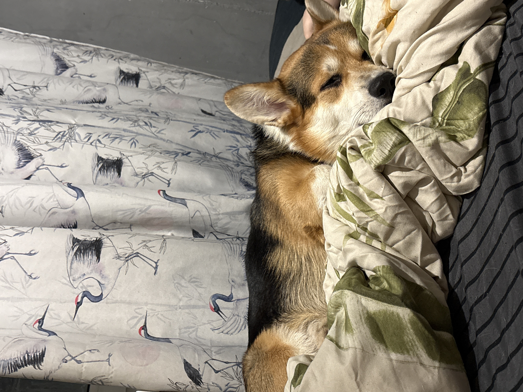 A corgi dog sleeps on a bed with a floral duvet. The bed also has a white sheet with a design of herons. The dog is curled up in a blanket with green and white floral print. The location is not ascertainable from this image.