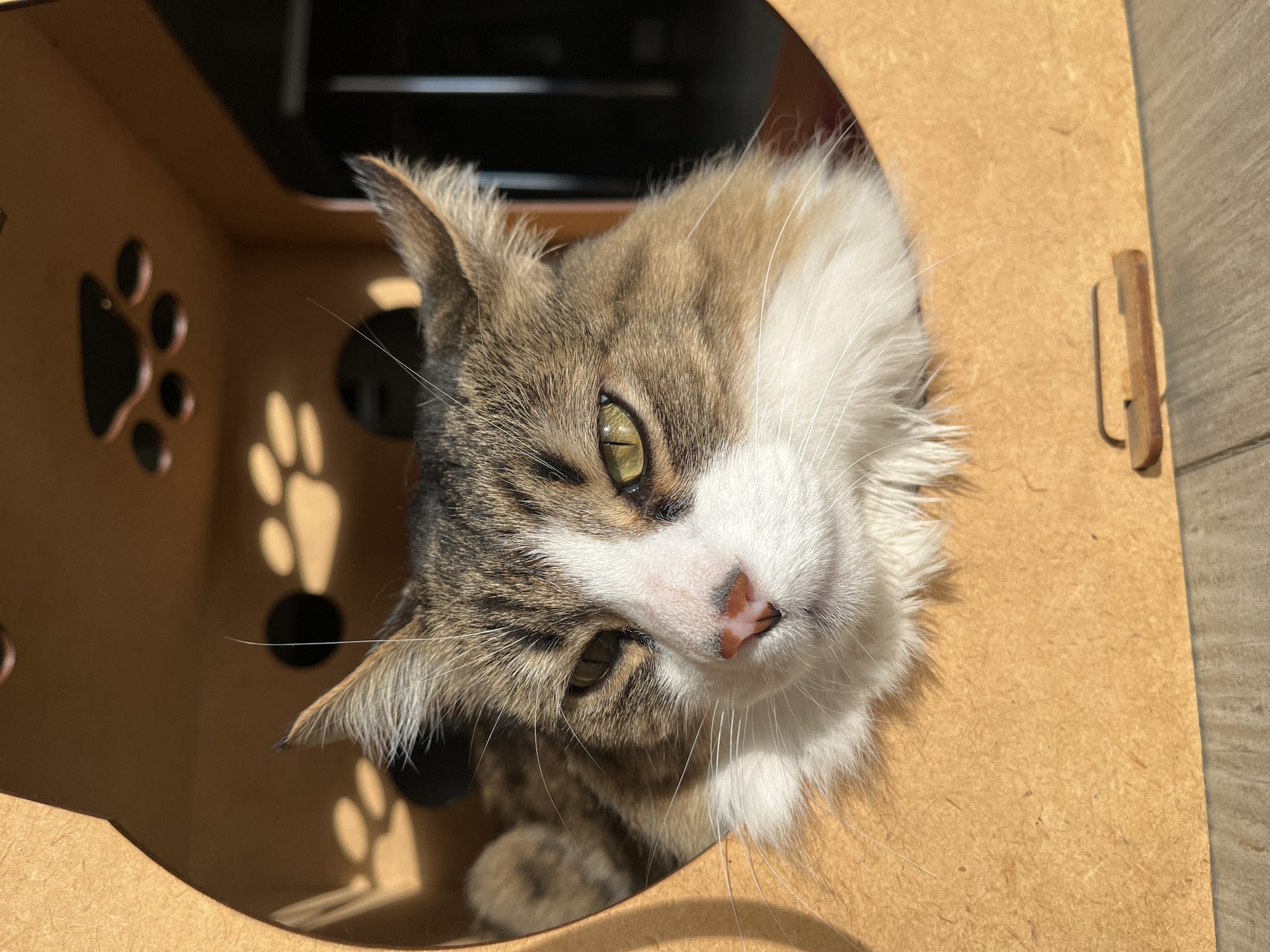 A fluffy, medium-haired cat is looking out from a cardboard box. The cat has a white face with brown and gray markings on its head and ears. Its eyes are green. The box is light brown with a paw print design cut into the side. The background is dark, with a hint of light coming through a window. The image appears to have been taken indoors with natural light. The location is not discernible from the image.
