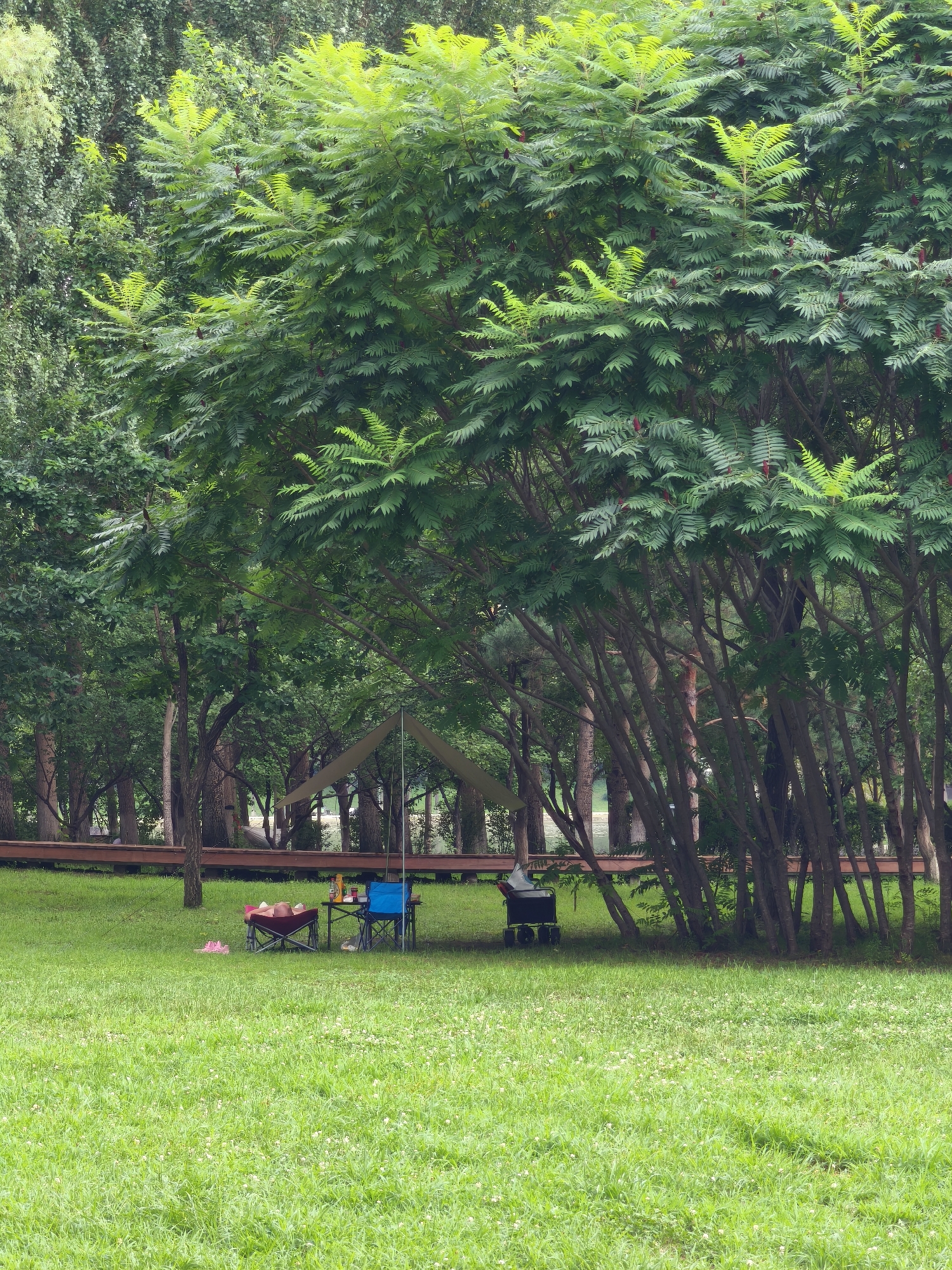 A campsite is set up on a grassy lawn beneath a dense canopy of trees. In the foreground, lush green grass is dotted with small white flowers. A low wooden platform runs horizontally across the mid-ground, separating the grassy area from a wooded background. Underneath the trees, a beige tarp is stretched over a frame, providing shade. To the left of the tarp, a pink pair of flip-flops rests on the grass next to a folded pink lounge chair. In front of the lounge chair, a small red cooler sits on the ground. Further to the right, a blue camping chair is positioned next to a small table with various items on it, including what appear to be bottles and containers. To the right of the table, a black rolling cooler is present. The trees have dark, slender trunks and are heavily laden with green foliage. The lighting suggests an overcast day. The scene is peaceful and appears to be situated in a park or recreational area, possibly in Nanguan District, China, given the presence of picnic equipment and lush greenery.