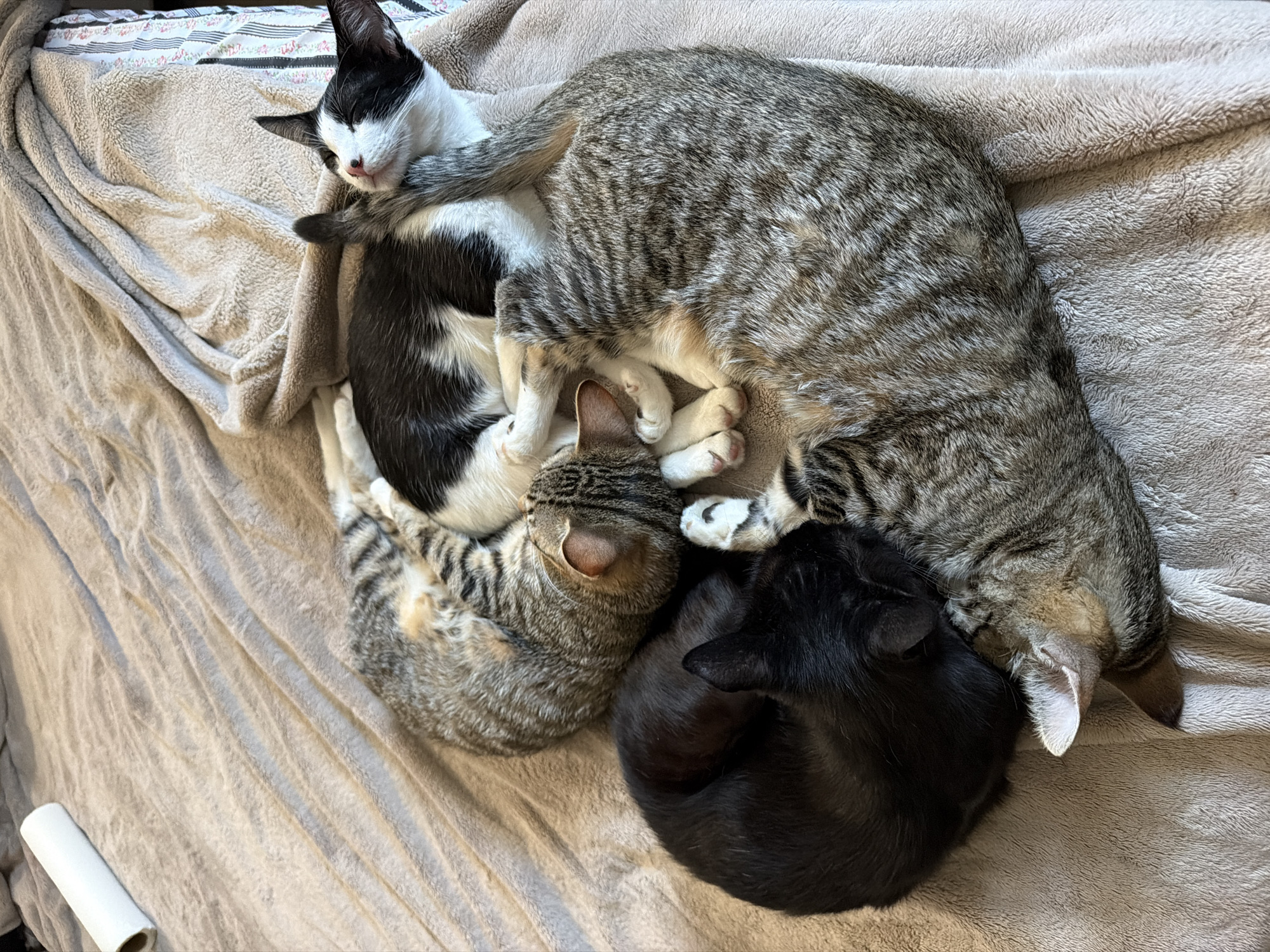 Four kittens are curled up together sleeping on a soft, light brown blanket. From left to right, the kitten on the bottom left is solid black. Above it and to the right is a tabby kitten with grey and black stripes. To its right is another tabby kitten with similar coloring, curled up with its head tucked in. At the top of the pile is a black and white kitten with its eyes closed and its nose pointed upwards. A white roll of what appears to be lint roller paper is on the left side of the frame, partially visible. The scene is indoors, and while the precise location is not specified, it is a domestic setting.